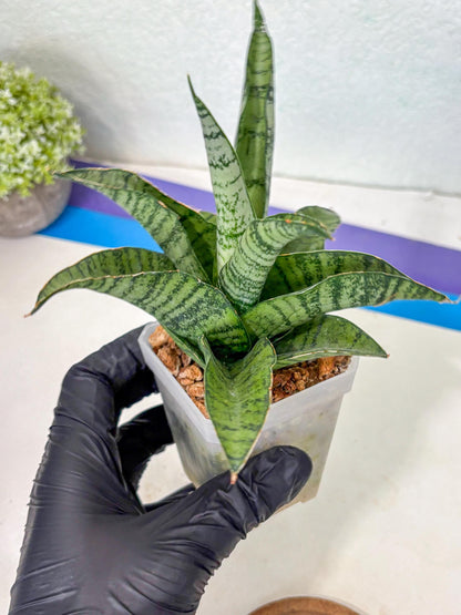 Sansevieria Gendut (Ha1) (1) | Imported