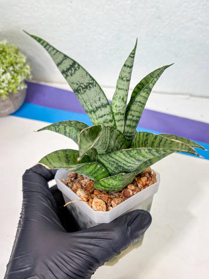 Sansevieria Gendut (Ha1) (1) | Imported