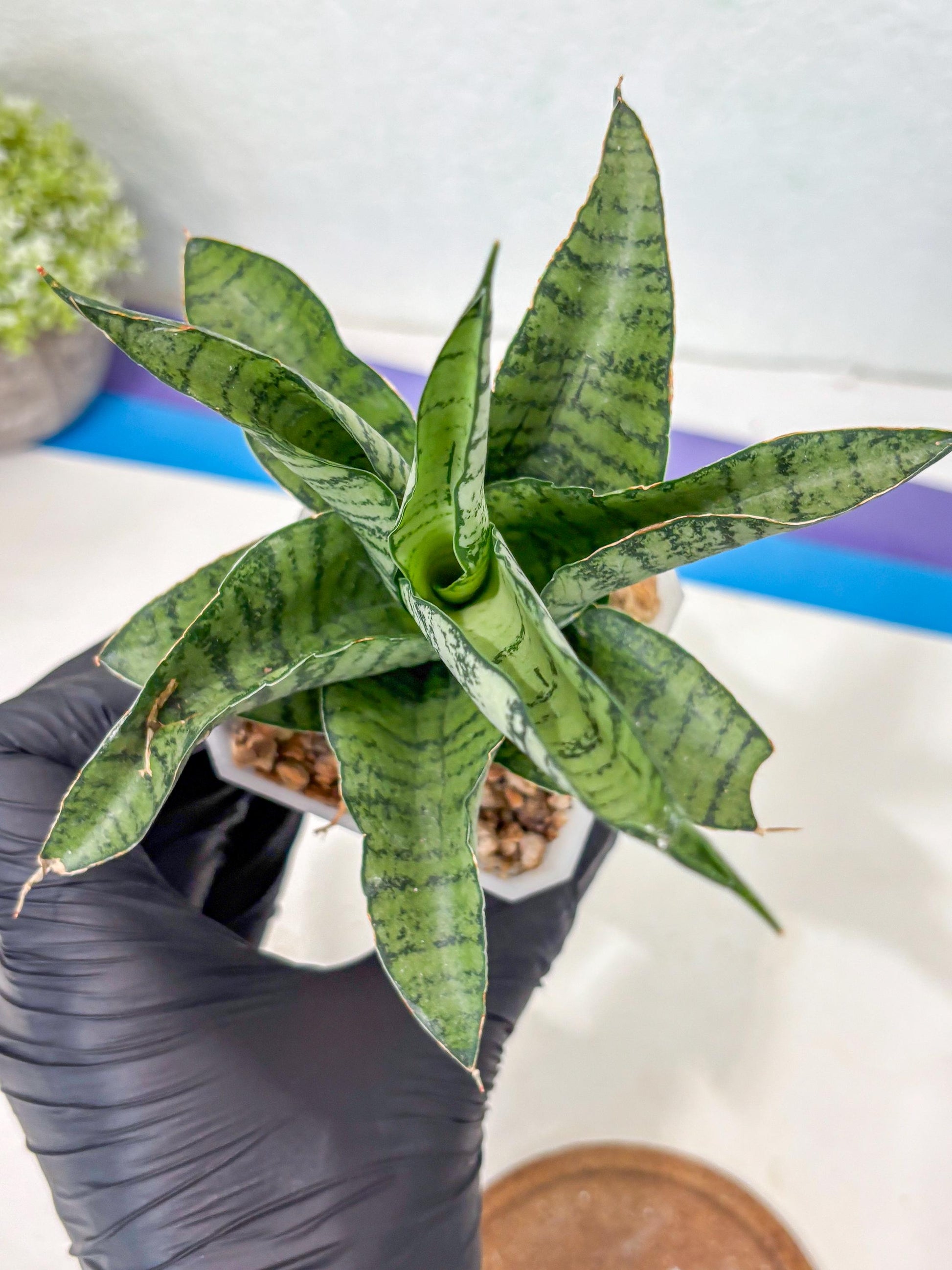 Sansevieria Gendut (Ha1) (1) | Imported