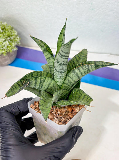 Sansevieria Gendut (Ha1) (1) | Imported