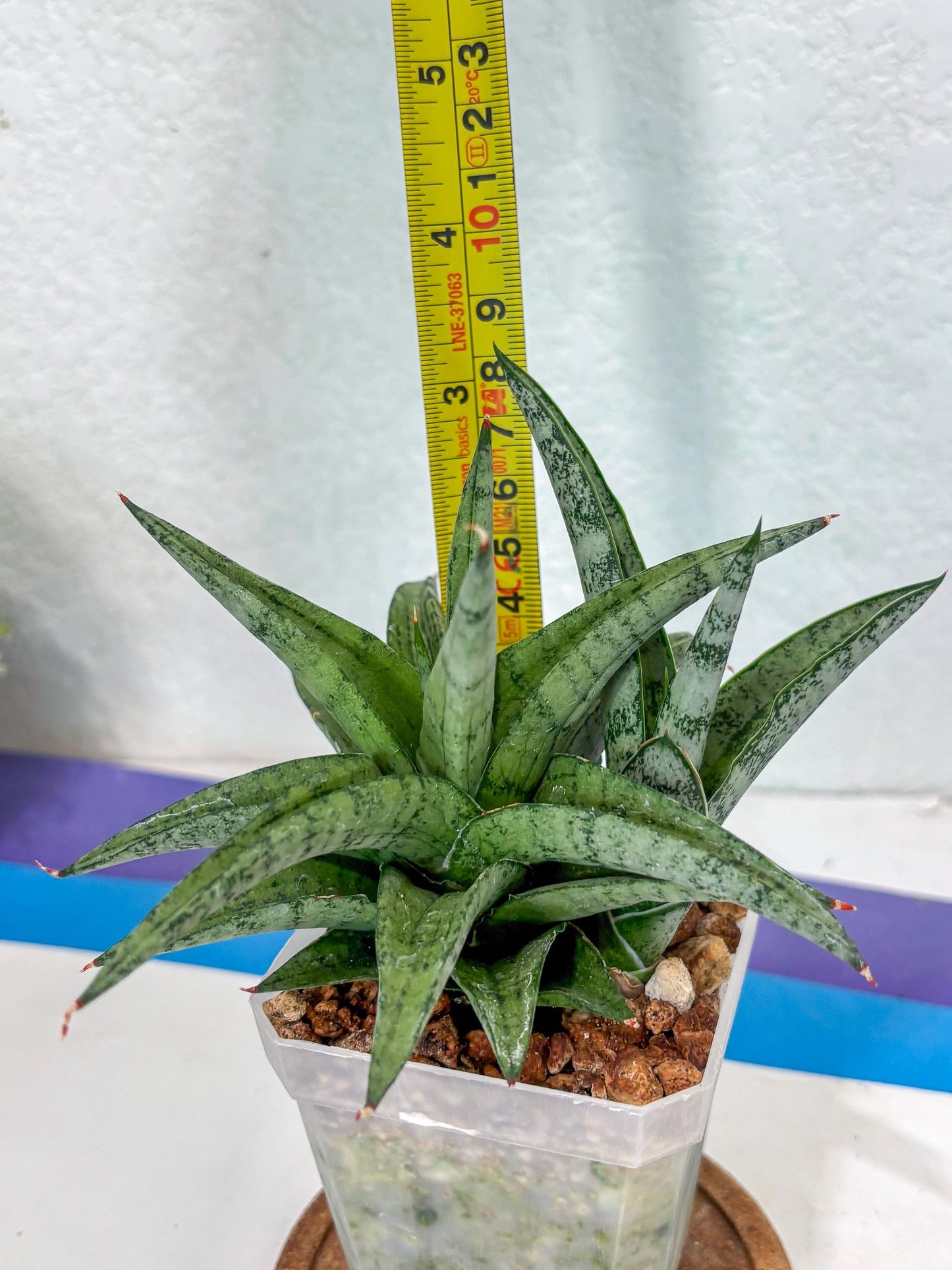 Sansevieria Via (#Ha89) | Imported Hybrids