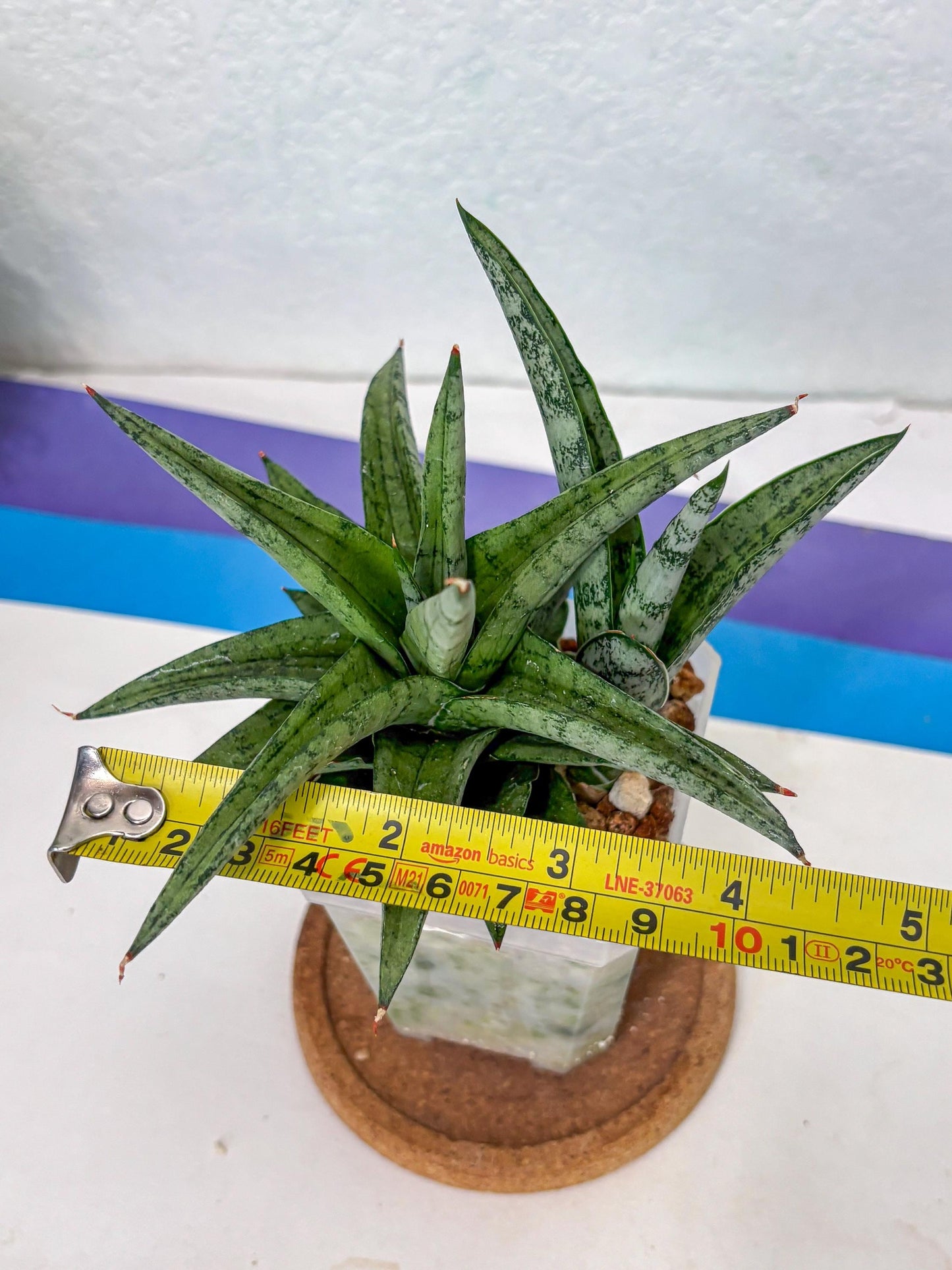 Sansevieria Via (#Ha89) | Imported Hybrids