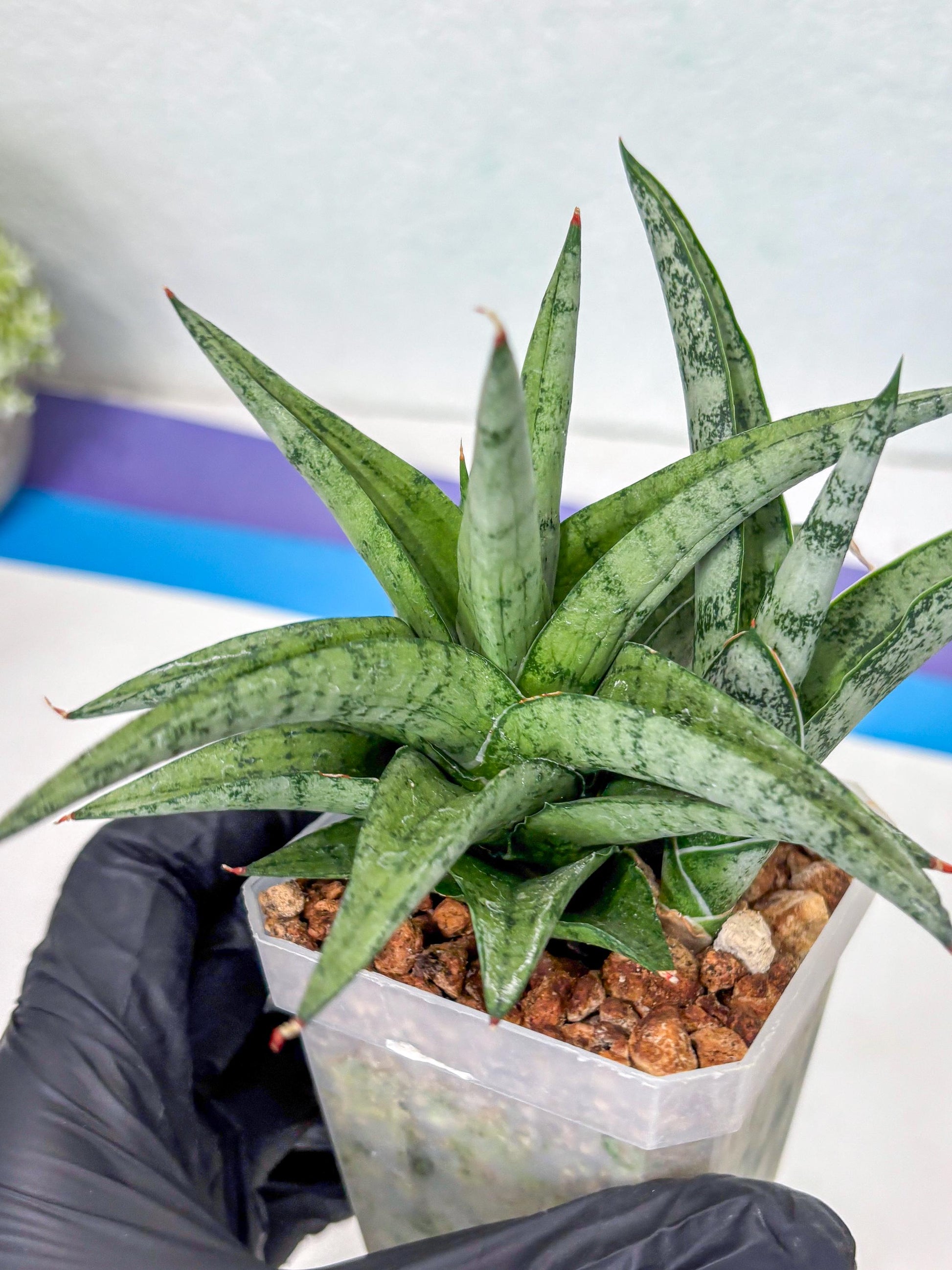 Sansevieria Via (#Ha89) | Imported Hybrids