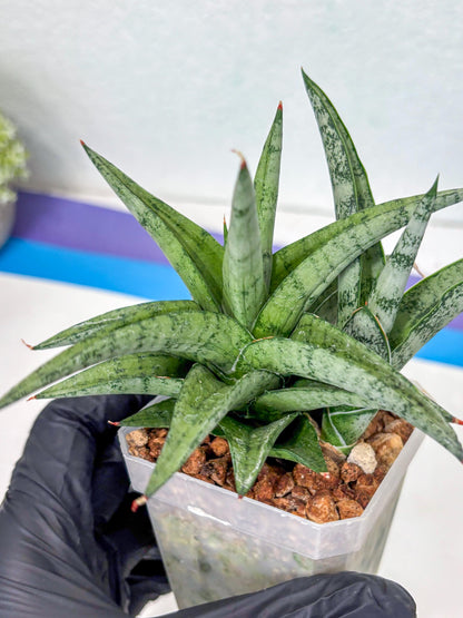 Sansevieria Via (#Ha89) | Imported Hybrids