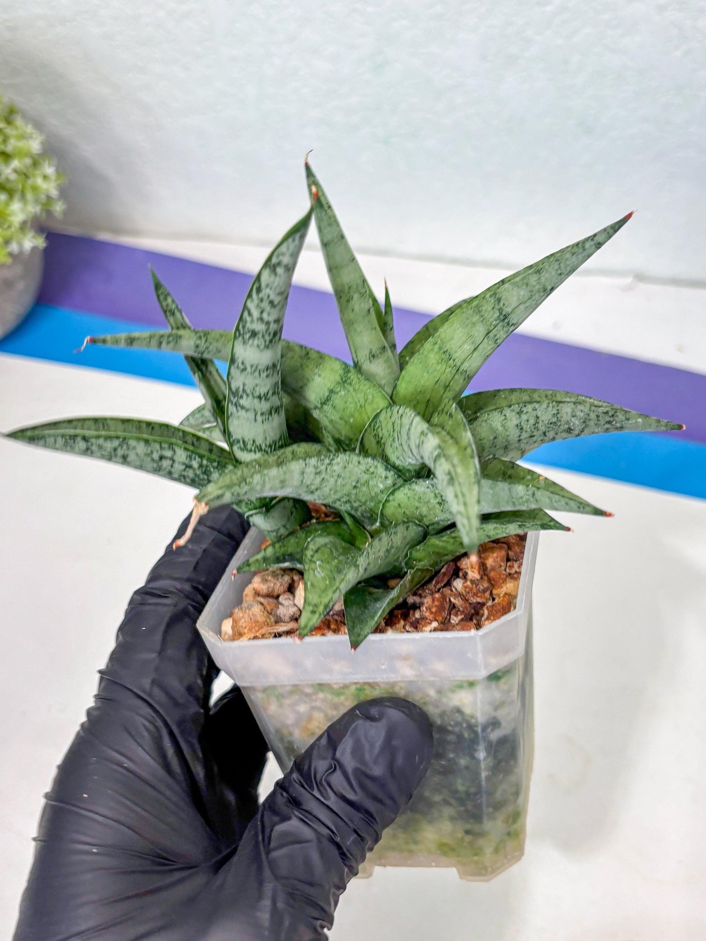 Sansevieria Via (#Ha89) | Imported Hybrids