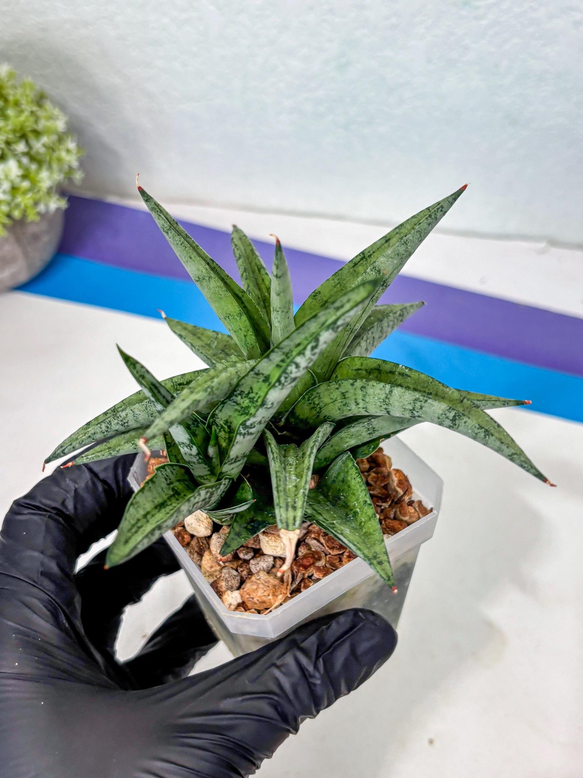 Sansevieria Via (#Ha89) | Imported Hybrids