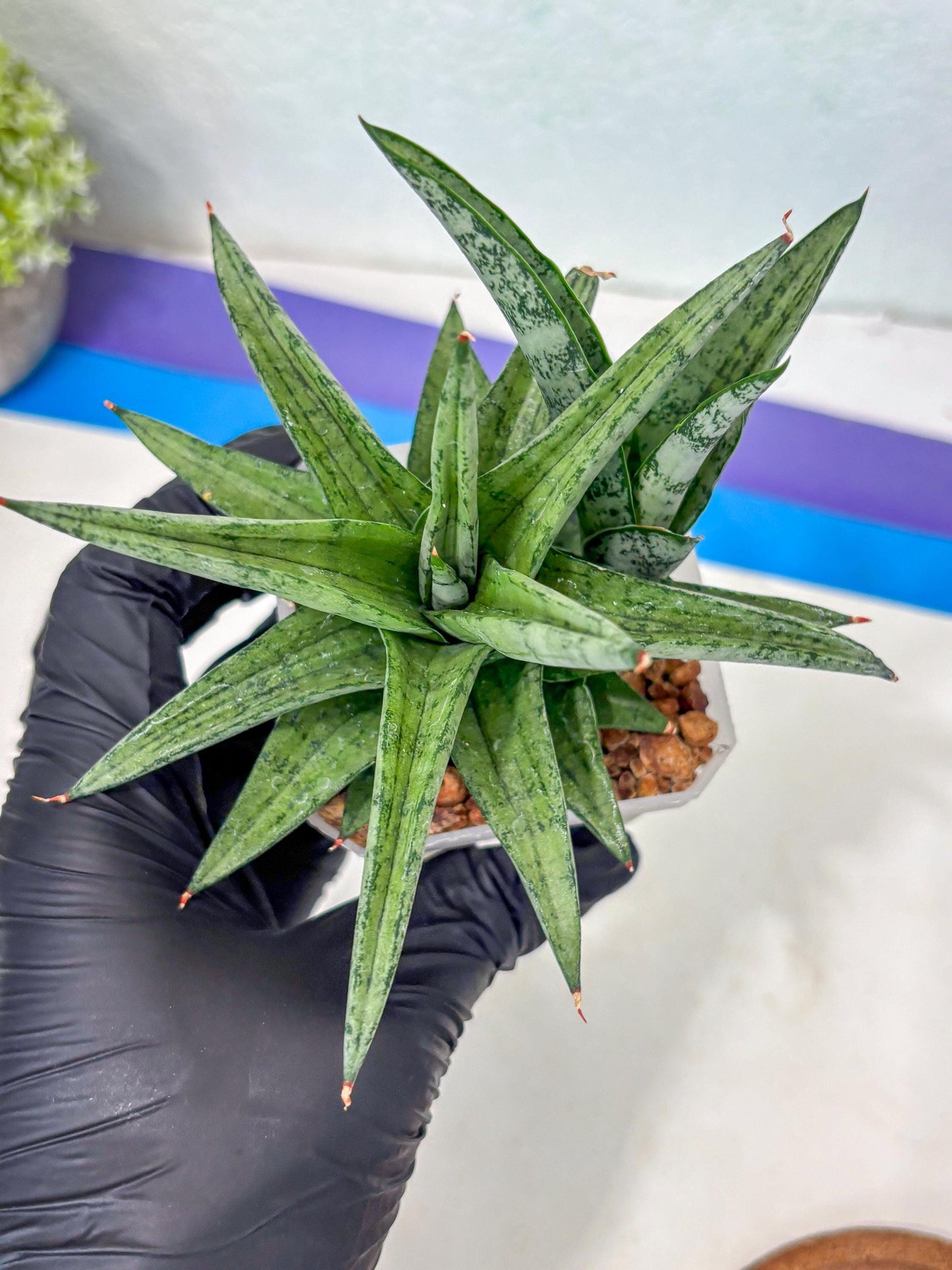 Sansevieria Via (#Ha89) | Imported Hybrids