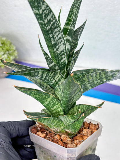 Sansevieria Silver Mottled (Ha1) (13) | Rare Hybrid