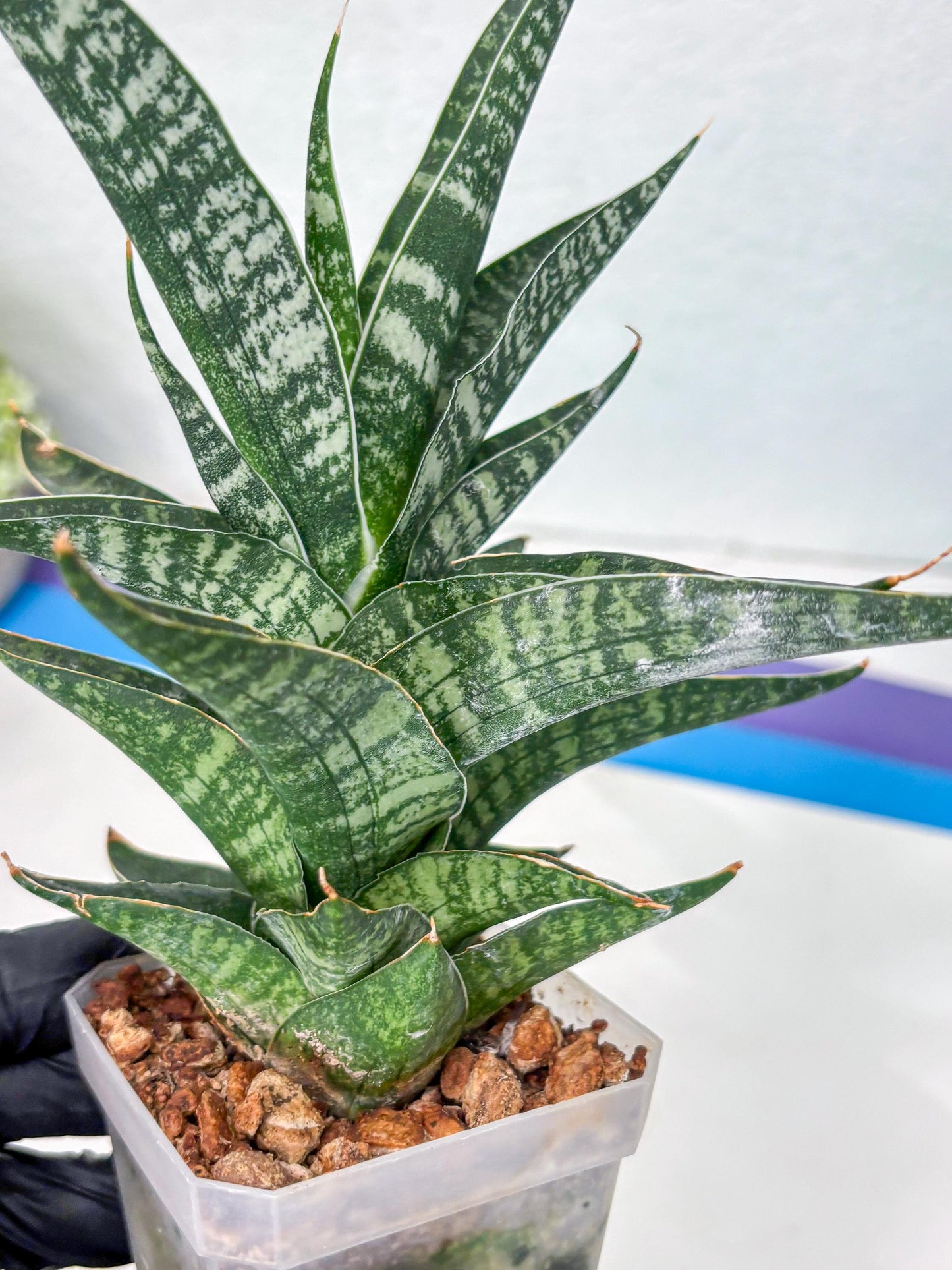 Sansevieria Silver Mottled (Ha1) (13) | Rare Hybrid