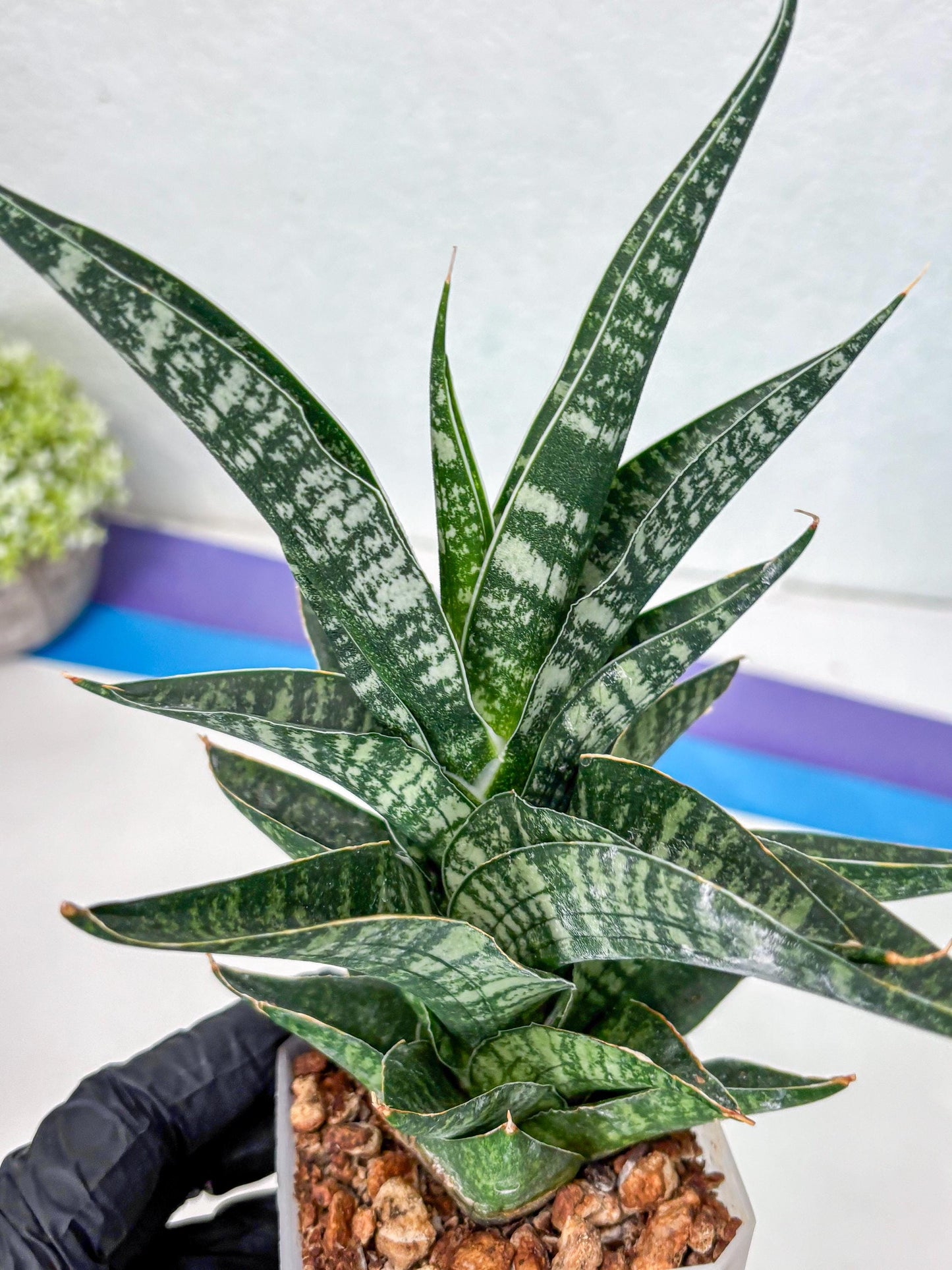 Sansevieria Silver Mottled (Ha1) (13) | Rare Hybrid