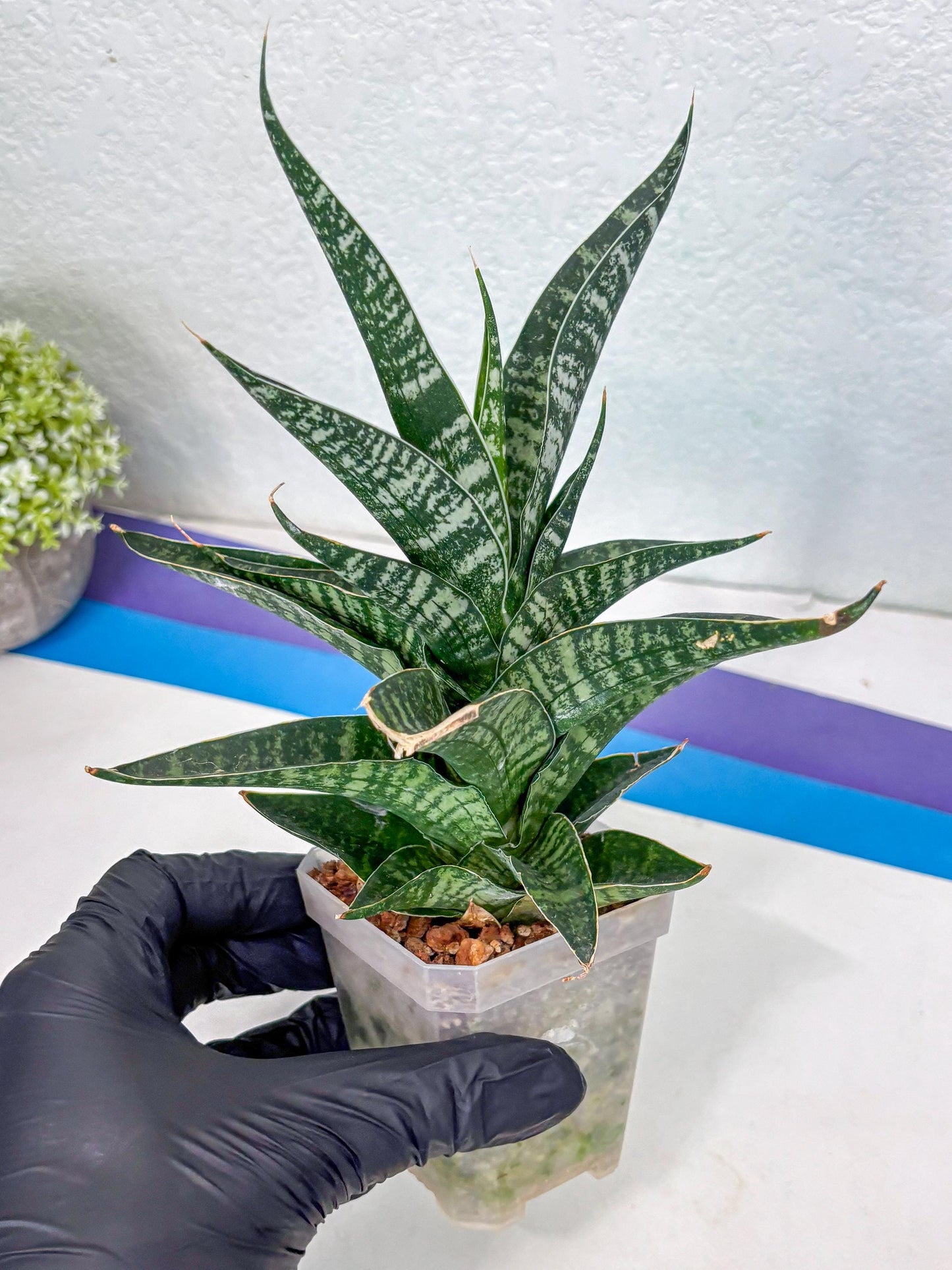 Sansevieria Silver Mottled (Ha1) (13) | Rare Hybrid