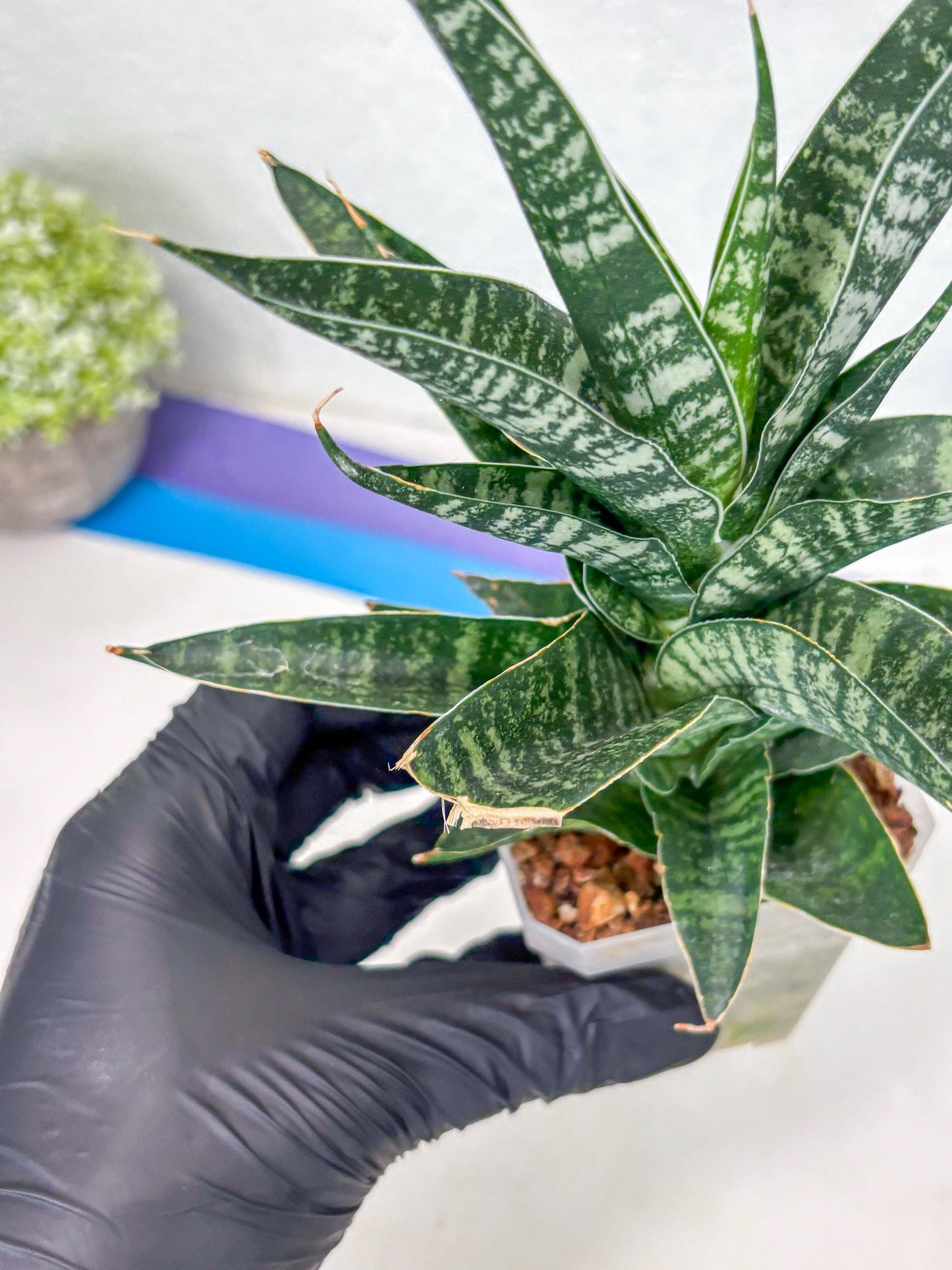 Sansevieria Silver Mottled (Ha1) (13) | Rare Hybrid