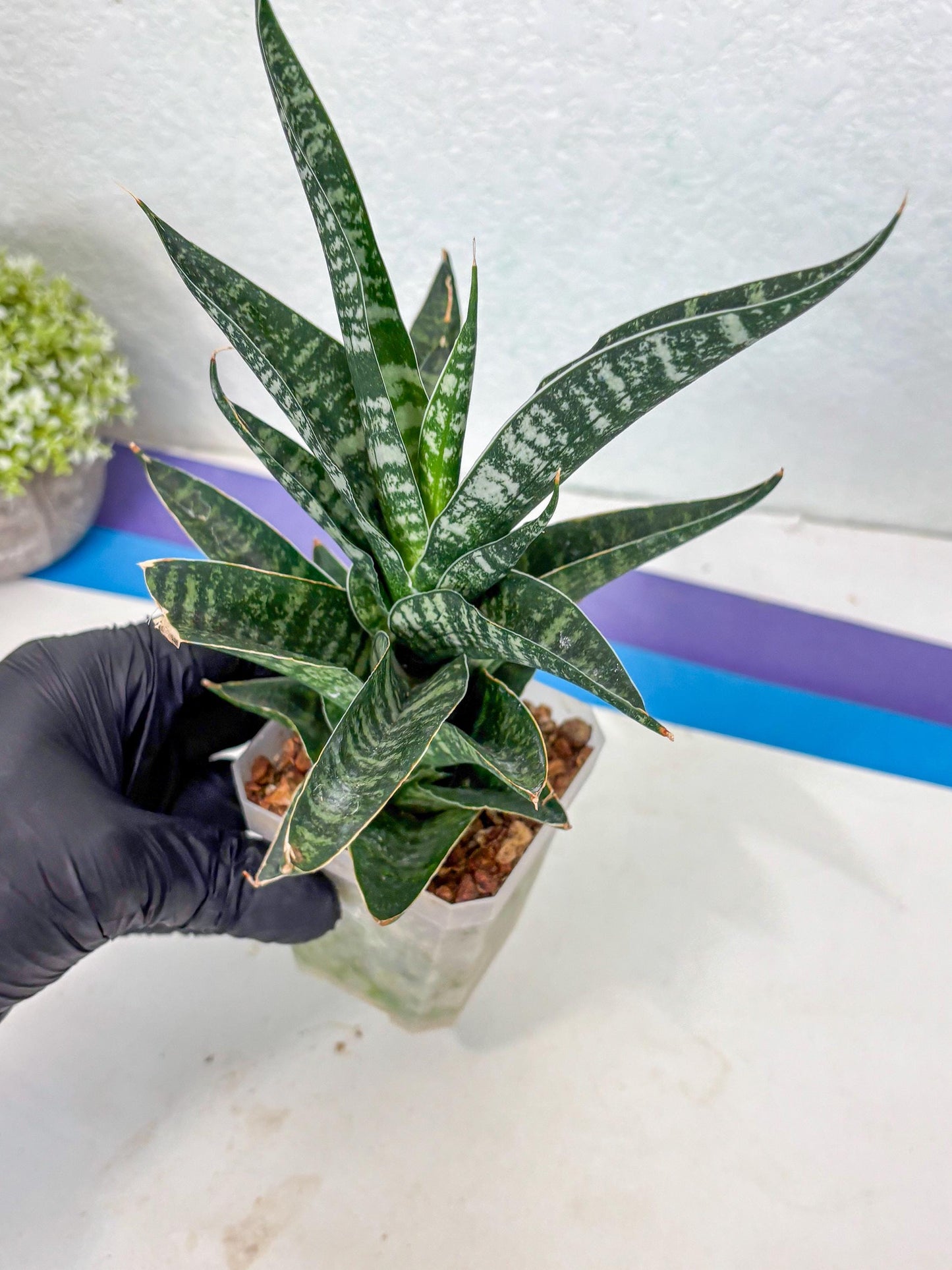 Sansevieria Silver Mottled (Ha1) (13) | Rare Hybrid
