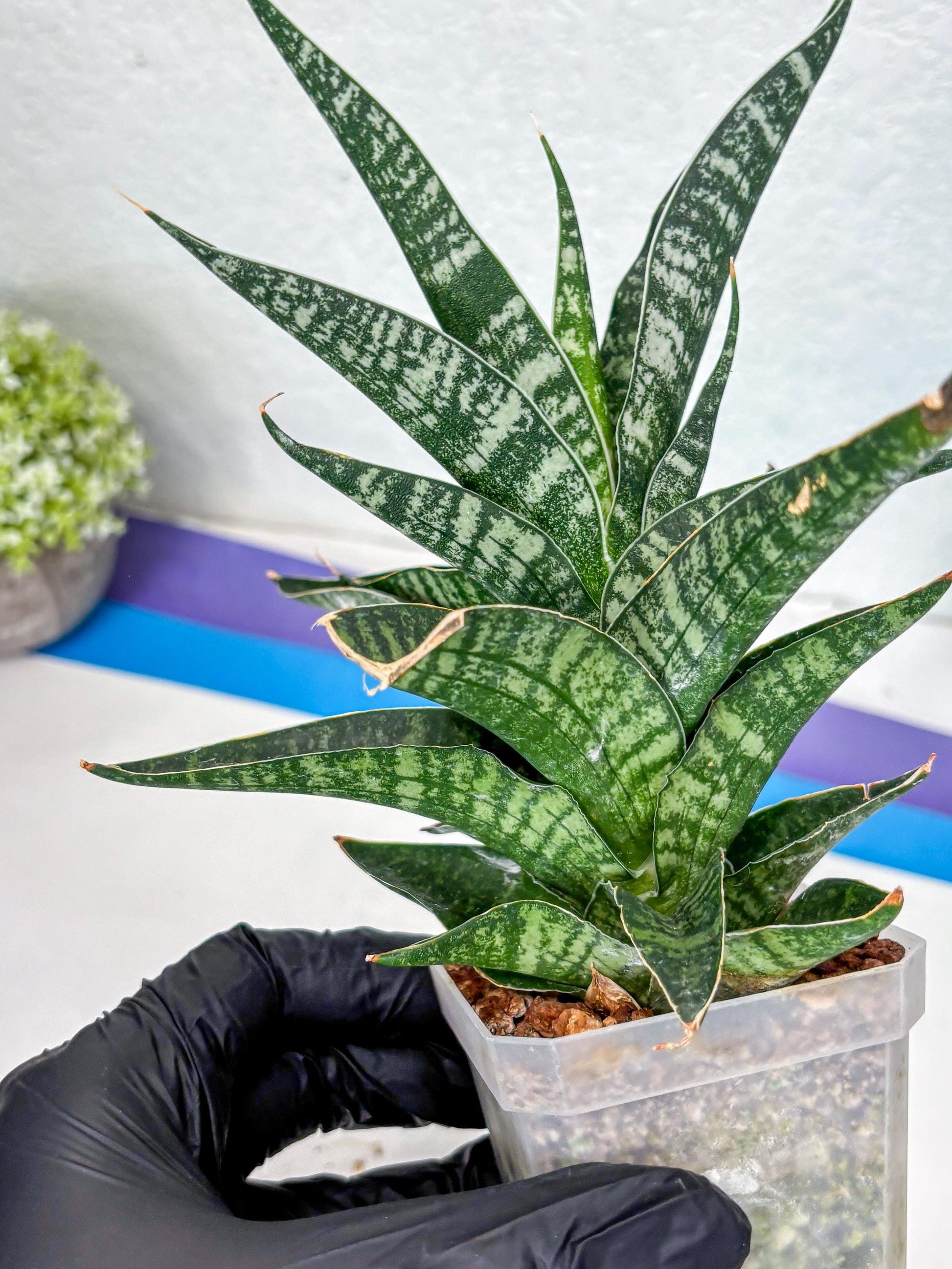 Sansevieria Silver Mottled (Ha1) (13) | Rare Hybrid