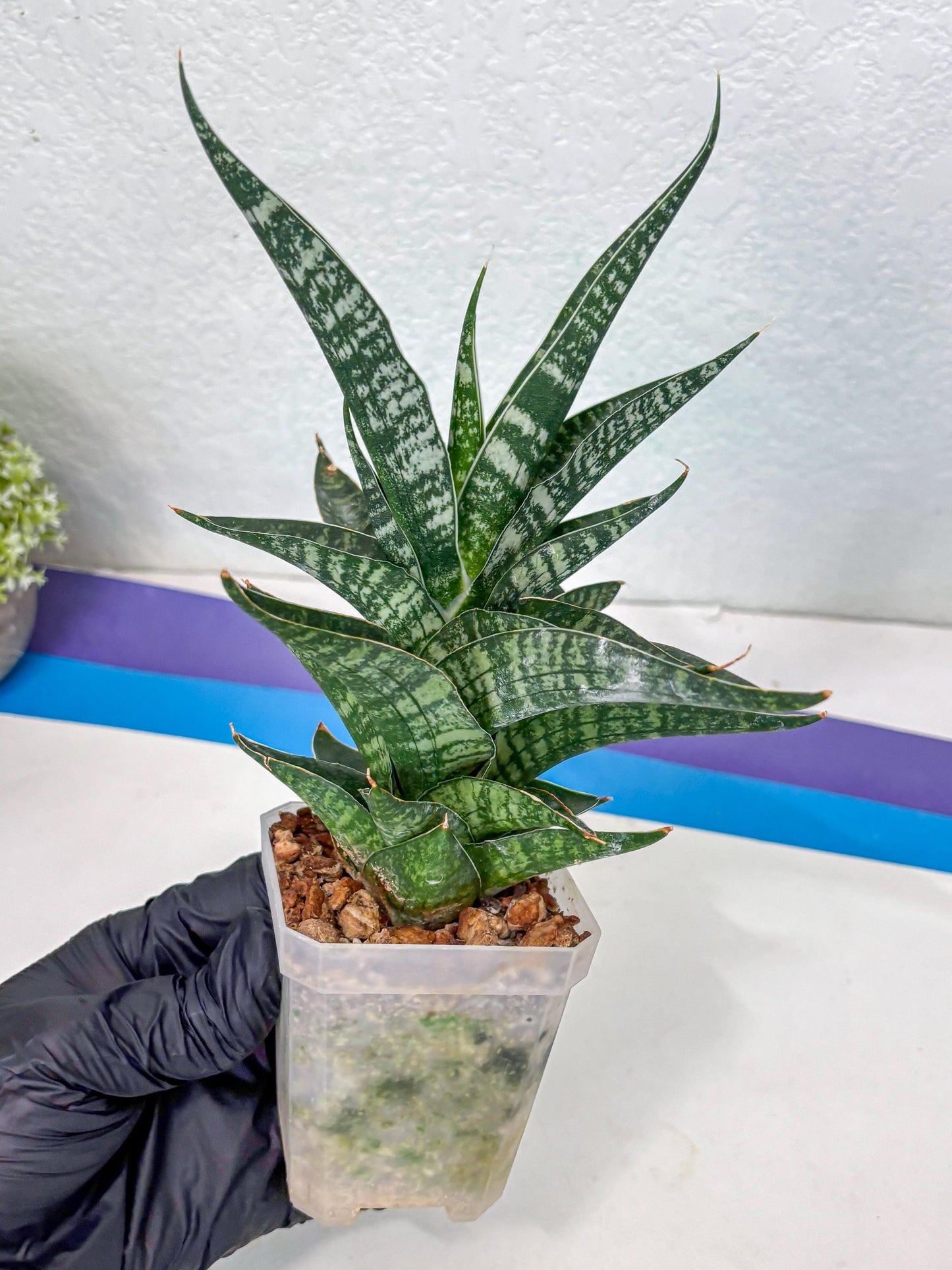 Sansevieria Silver Mottled (Ha1) (13) | Rare Hybrid