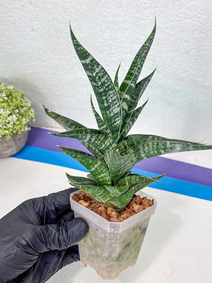 Sansevieria Silver Mottled (Ha1) (13) | Rare Hybrid