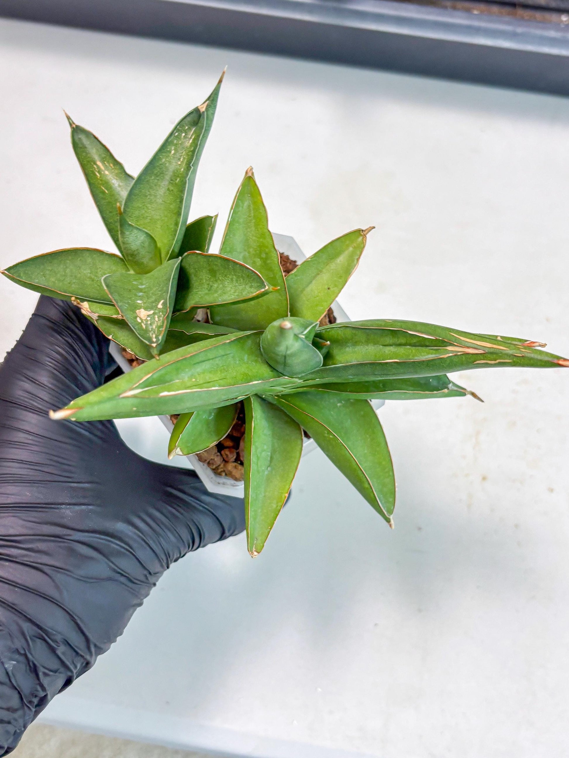 Sansevieria Robo (Ha5) (3) | Rare Hybrid Species