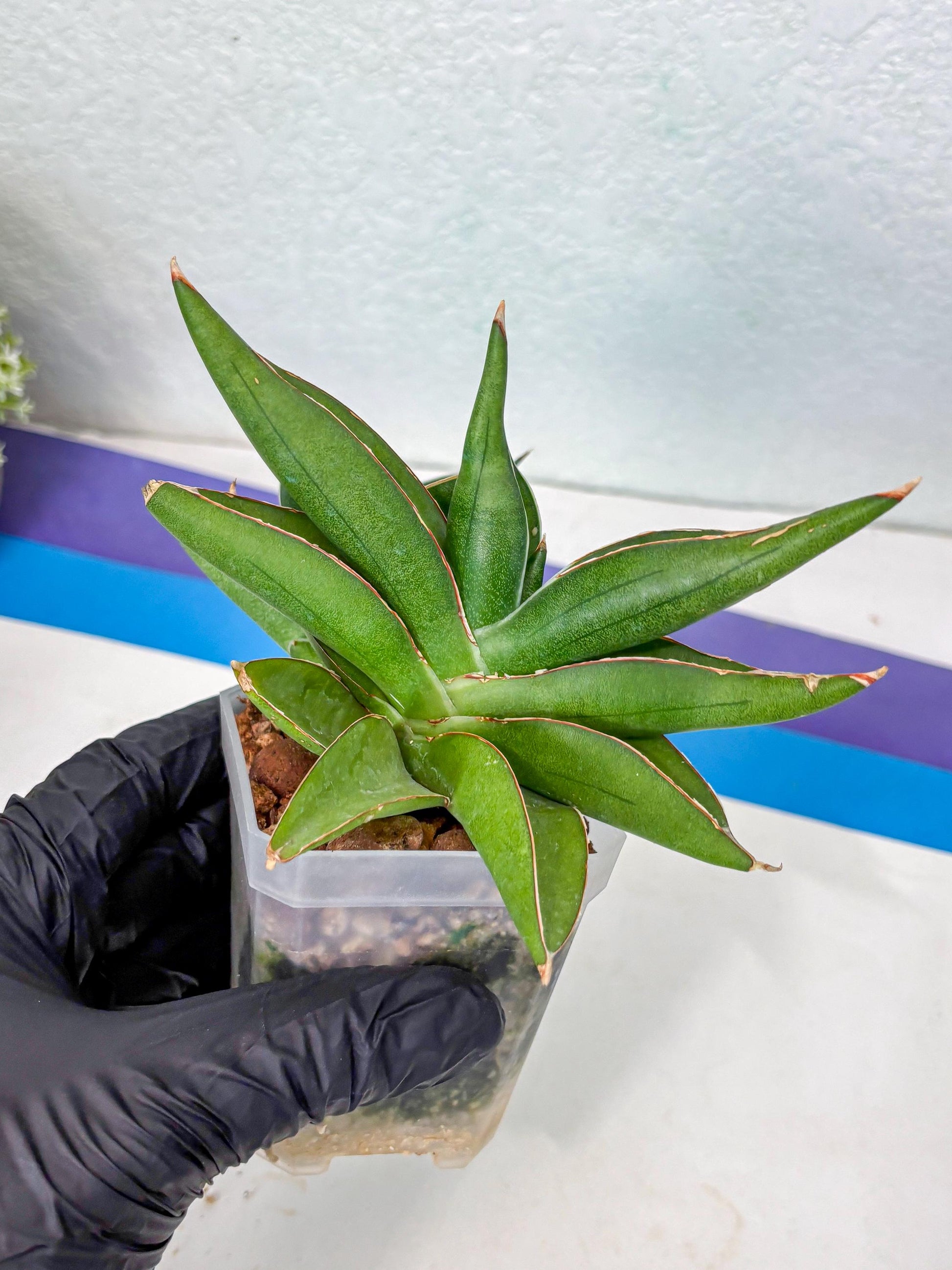 Sansevieria Robo (Ha5) (3) | Rare Hybrid Species