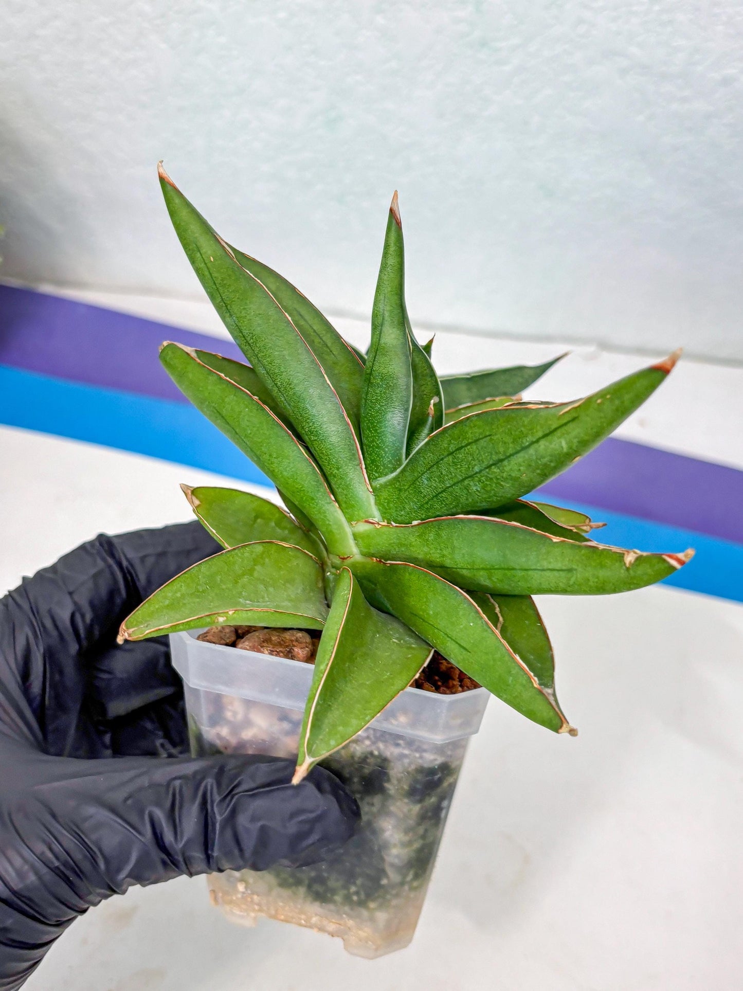 Sansevieria Robo (Ha5) (3) | Rare Hybrid Species