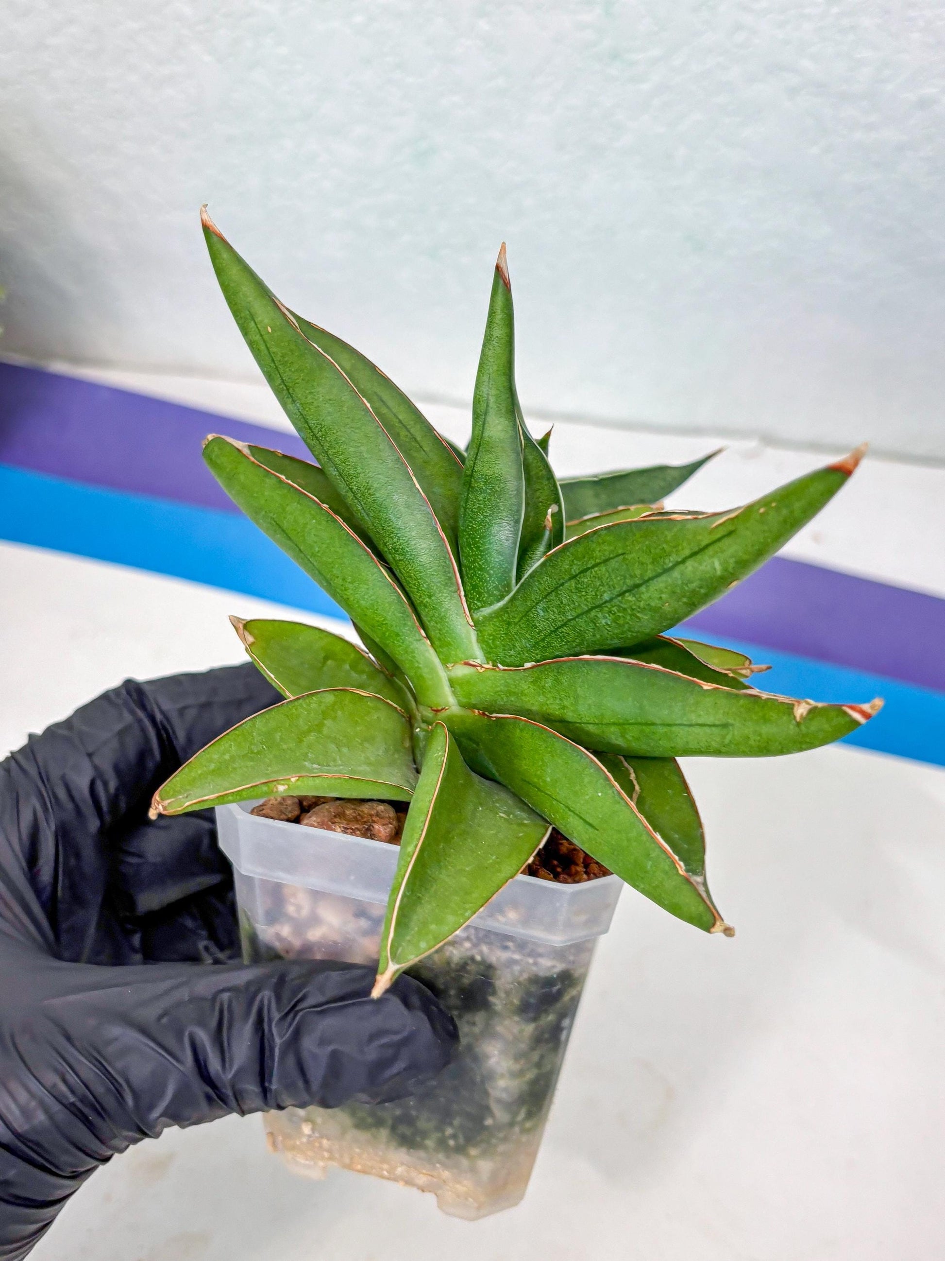 Sansevieria Robo (Ha5) (3) | Rare Hybrid Species