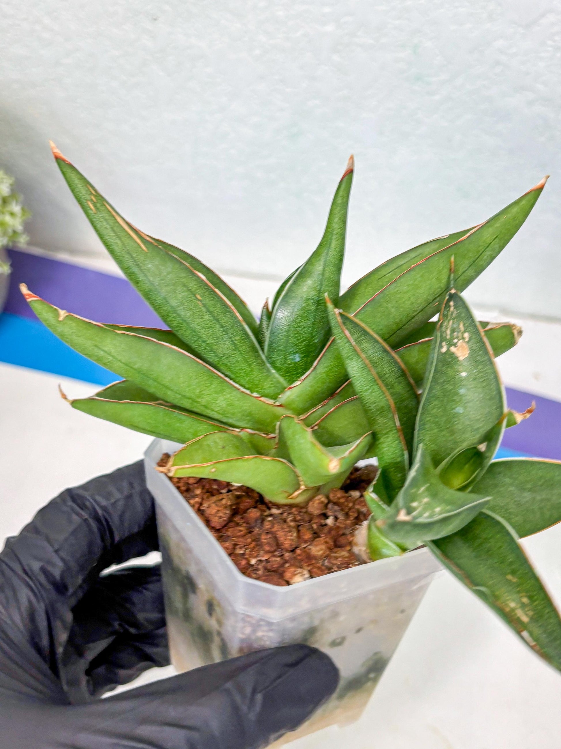 Sansevieria Robo (Ha5) (3) | Rare Hybrid Species