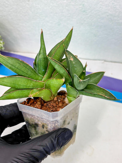 Sansevieria Robo (Ha5) (3) | Rare Hybrid Species