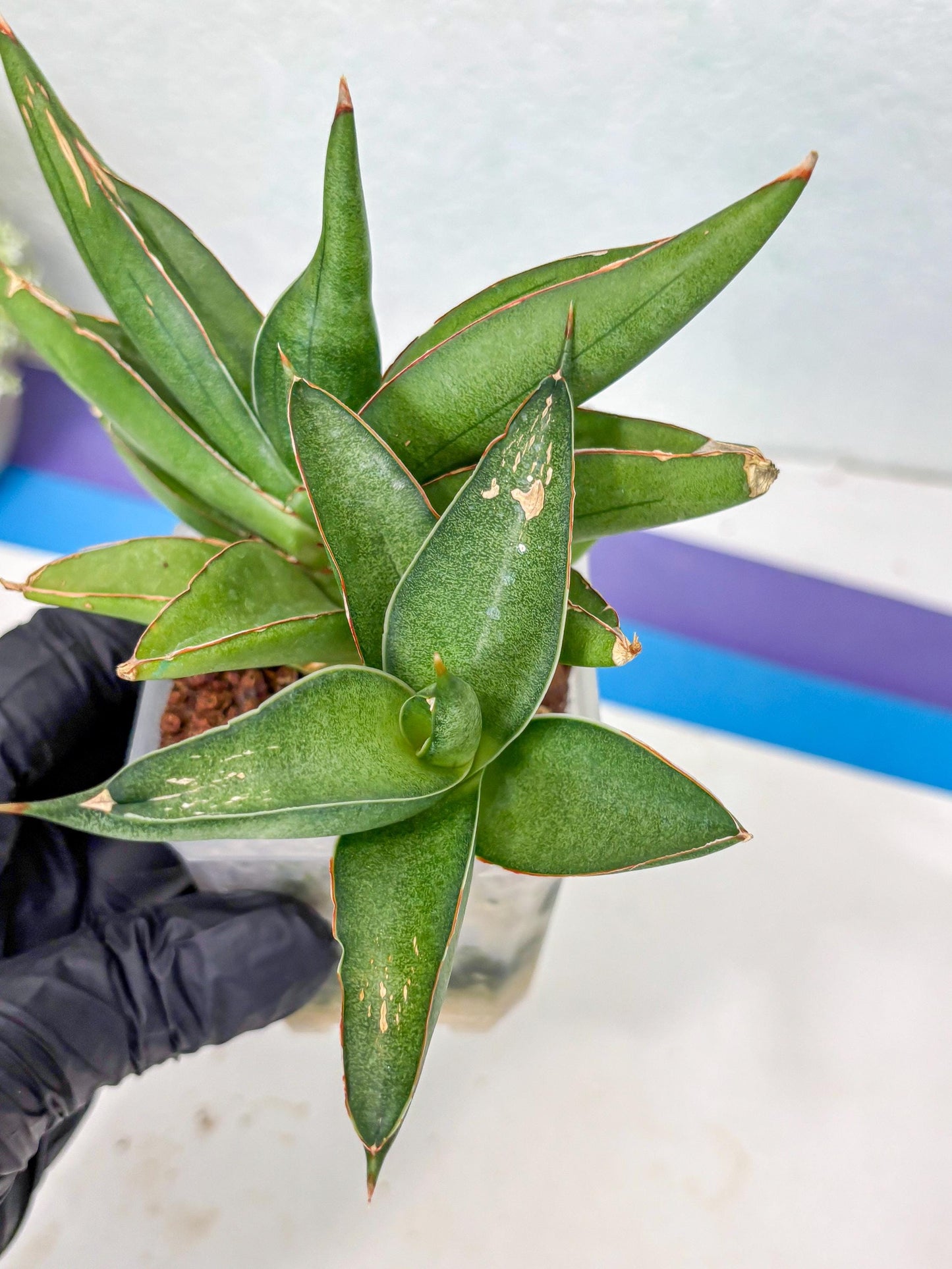 Sansevieria Robo (Ha5) (3) | Rare Hybrid Species