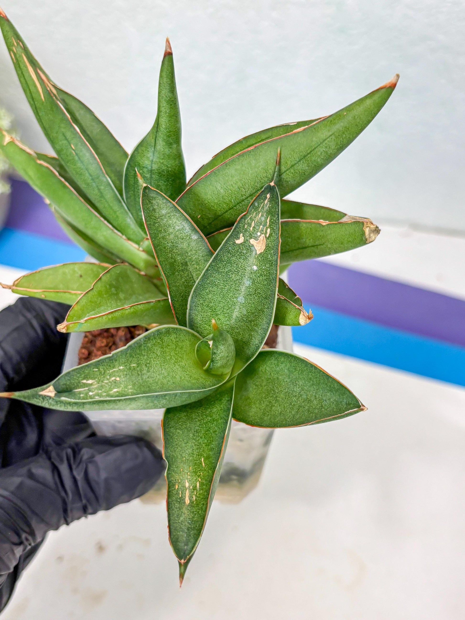 Sansevieria Robo (Ha5) (3) | Rare Hybrid Species