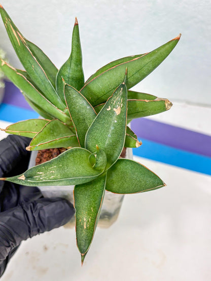 Sansevieria Robo (Ha5) (3) | Rare Hybrid Species