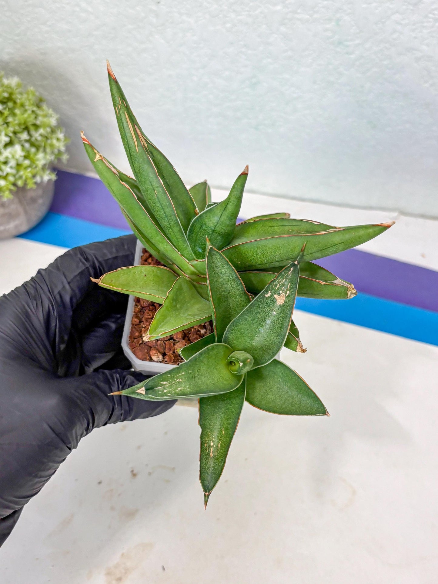 Sansevieria Robo (Ha5) (3) | Rare Hybrid Species