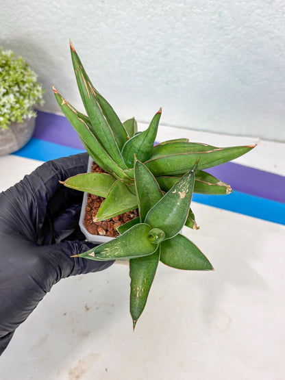 Sansevieria Robo (Ha5) (3) | Rare Hybrid Species