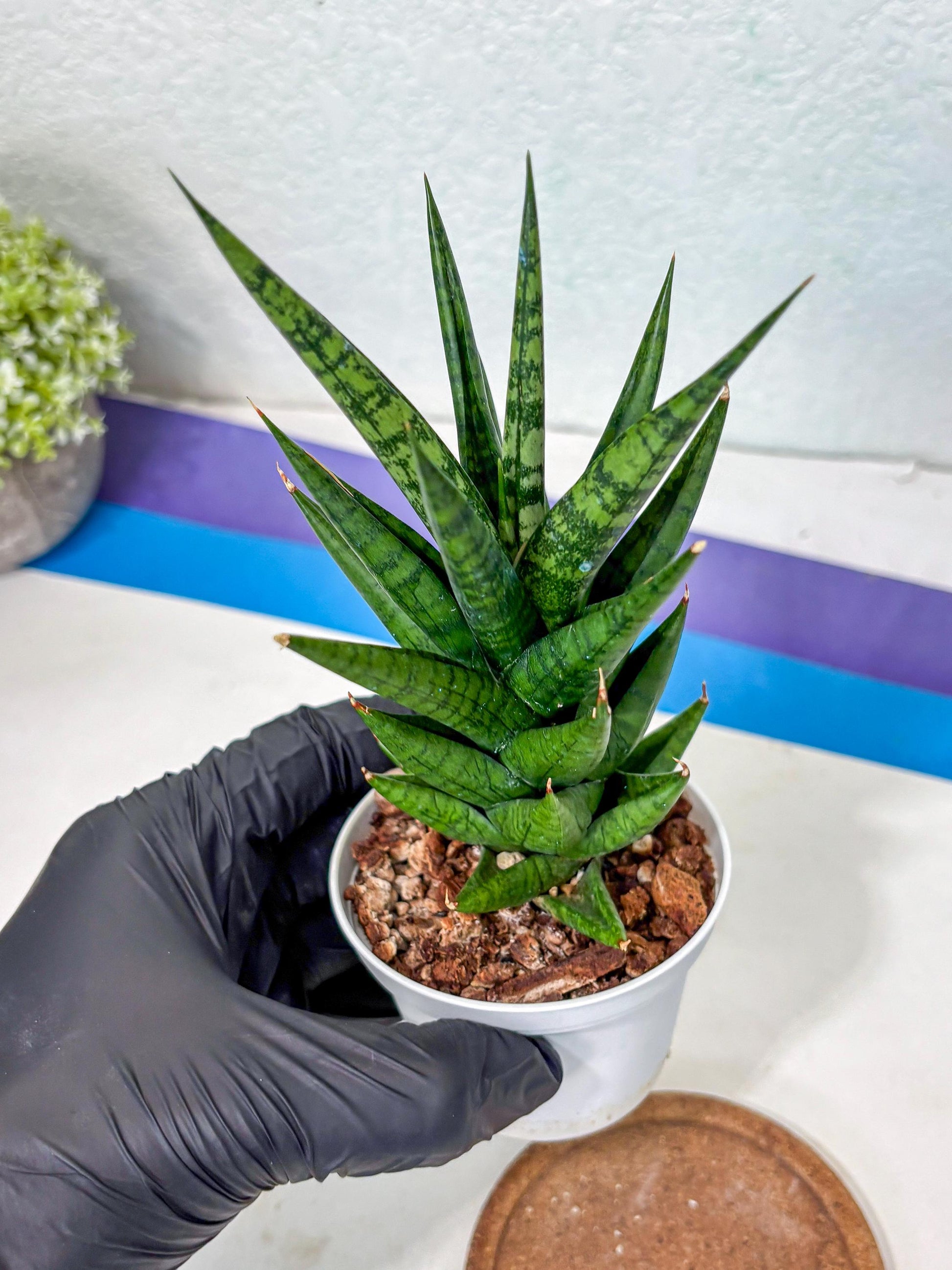 Sansevieria Tesya (Ha5) (4) | Imported