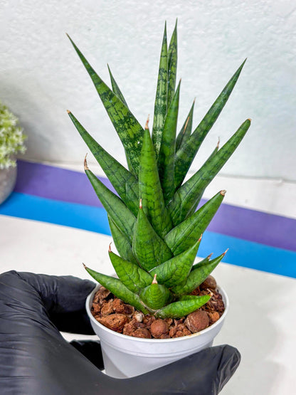 Sansevieria Tesya (Ha5) (4) | Imported
