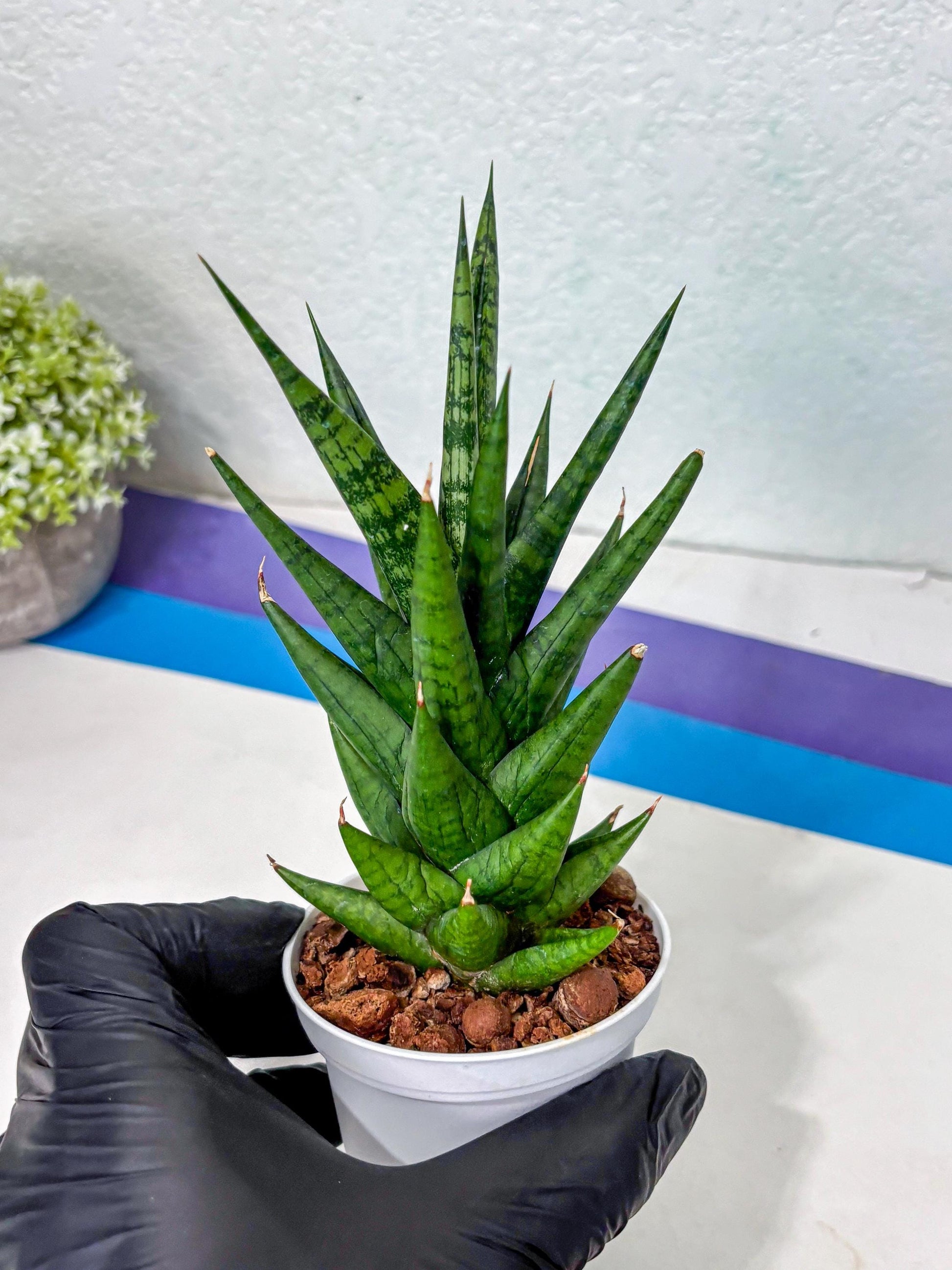 Sansevieria Tesya (Ha5) (4) | Imported