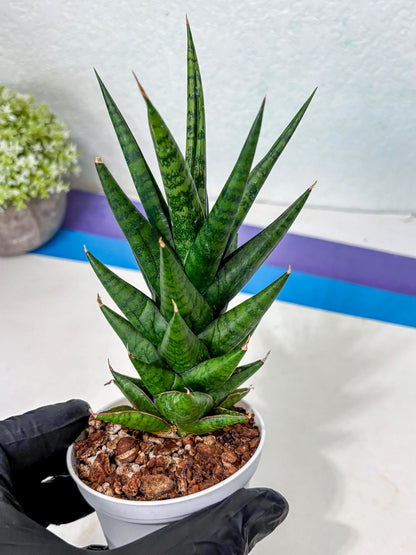 Sansevieria Tesya (Ha5) (5) | Imported