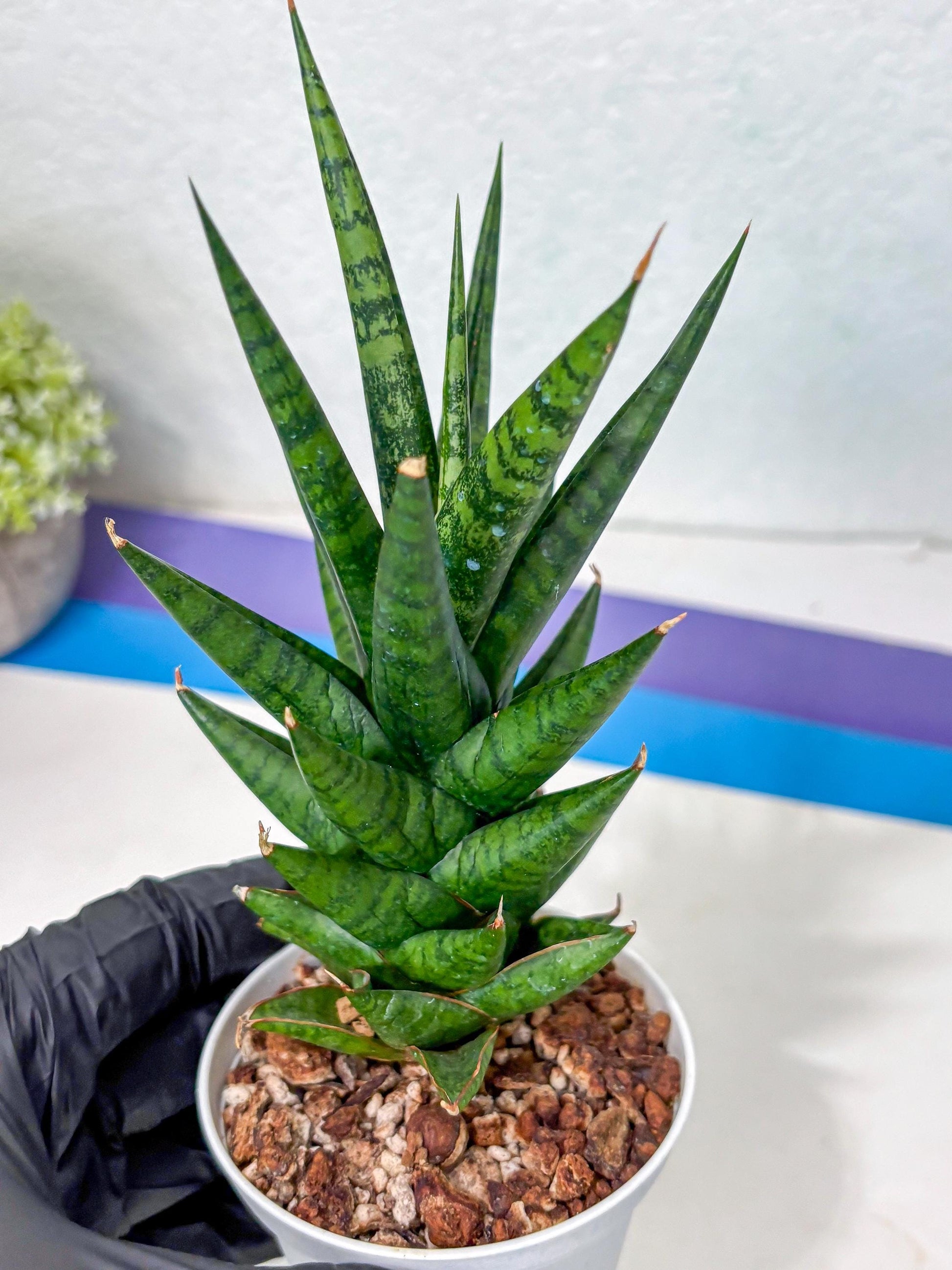 Sansevieria Tesya (Ha5) (5) | Imported