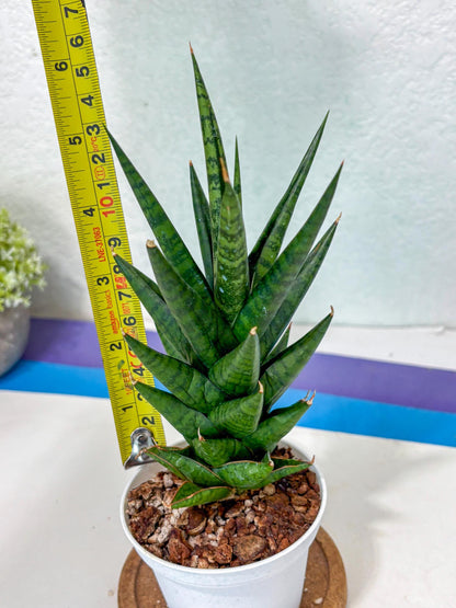 Sansevieria Tesya (Ha5) (5) | Imported