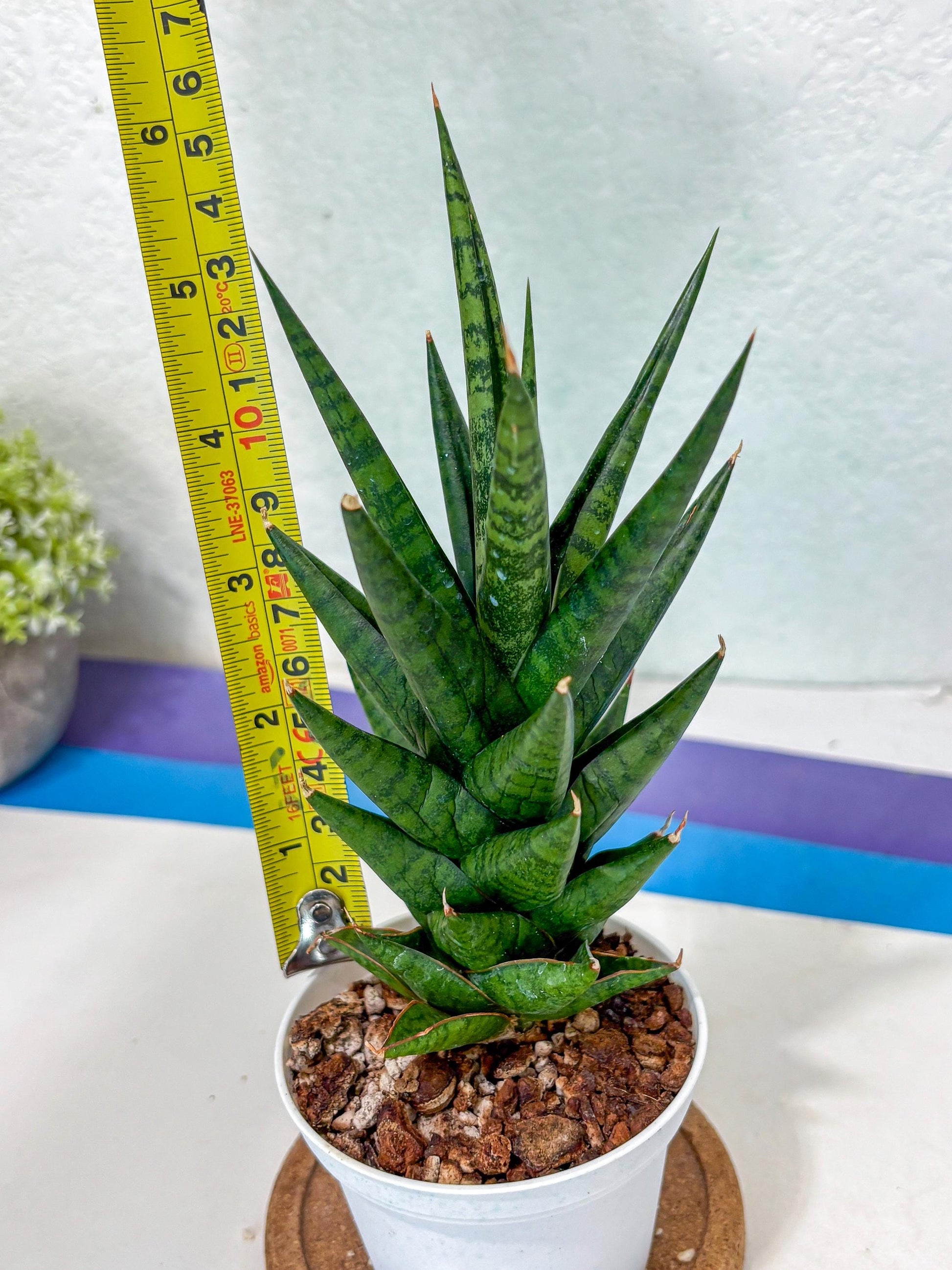 Sansevieria Tesya (Ha5) (5) | Imported