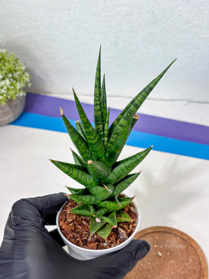 Sansevieria Tesya (Ha5) (10) | Imported