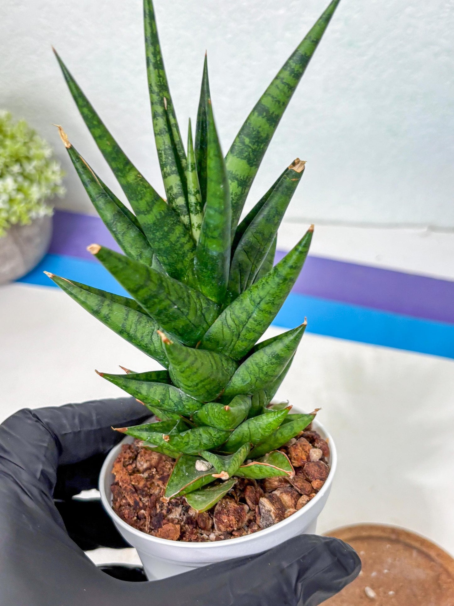 Sansevieria Tesya (Ha5) (10) | Imported