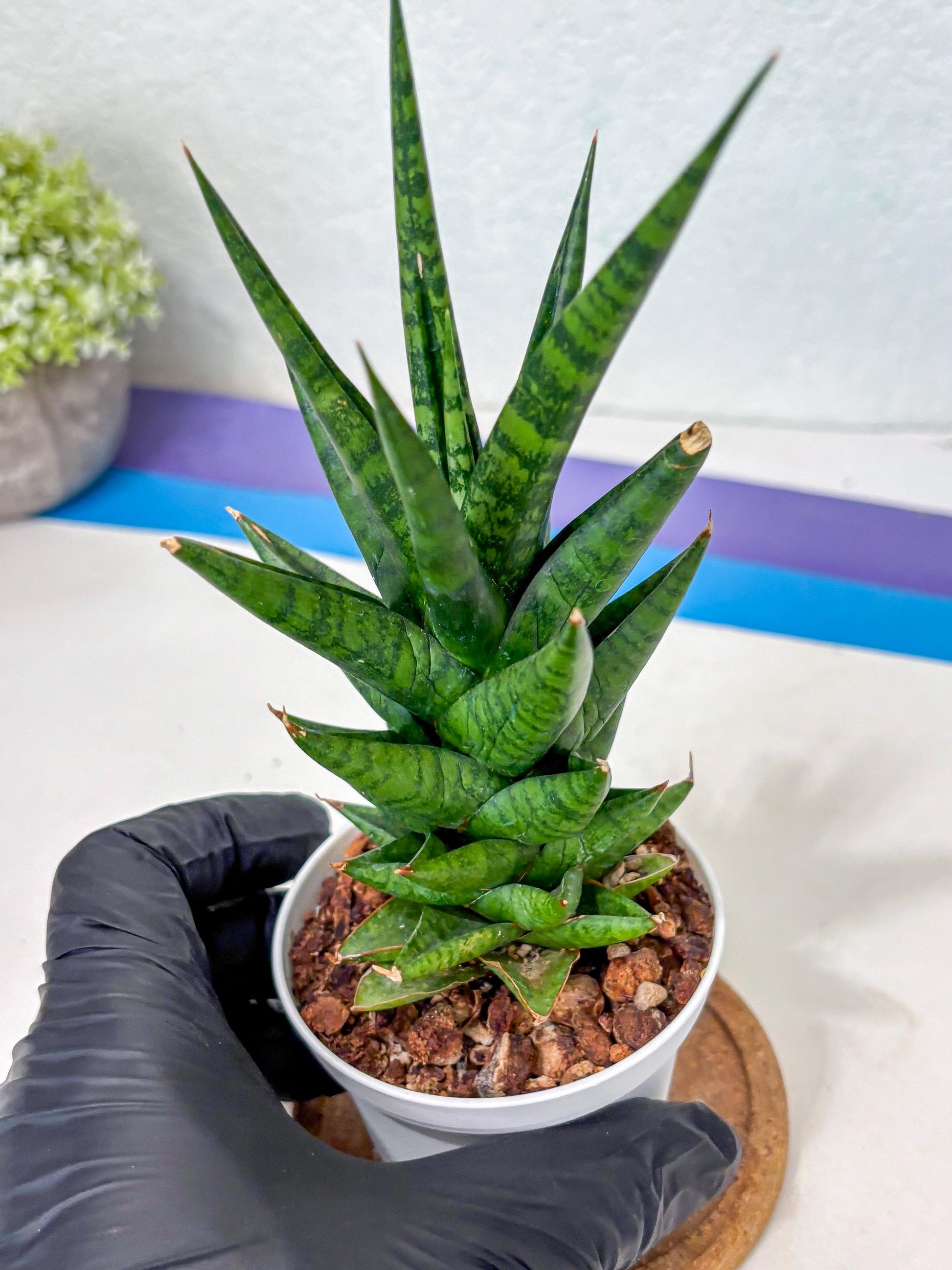 Sansevieria Tesya (Ha5) (10) | Imported