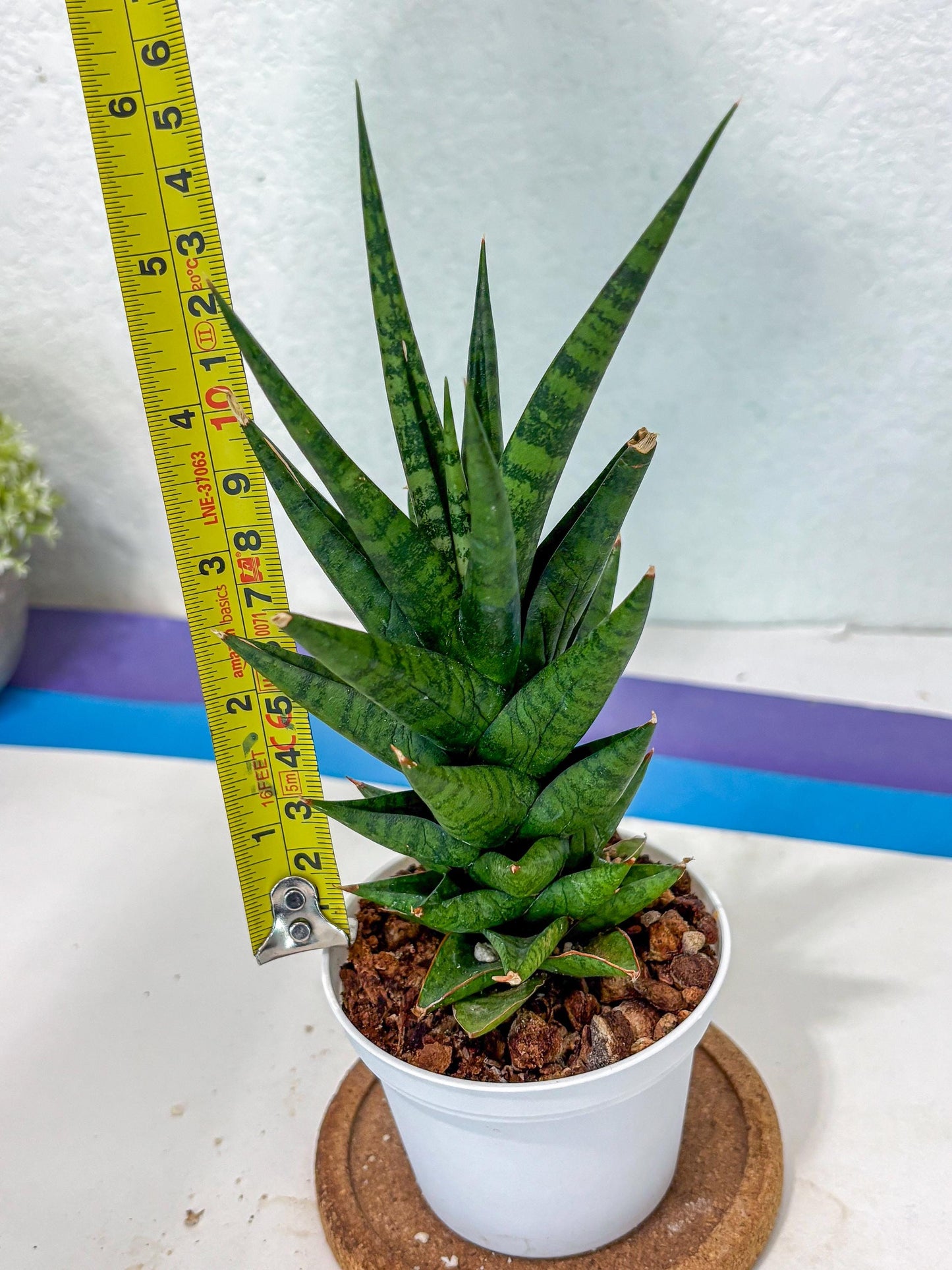 Sansevieria Tesya (Ha5) (10) | Imported