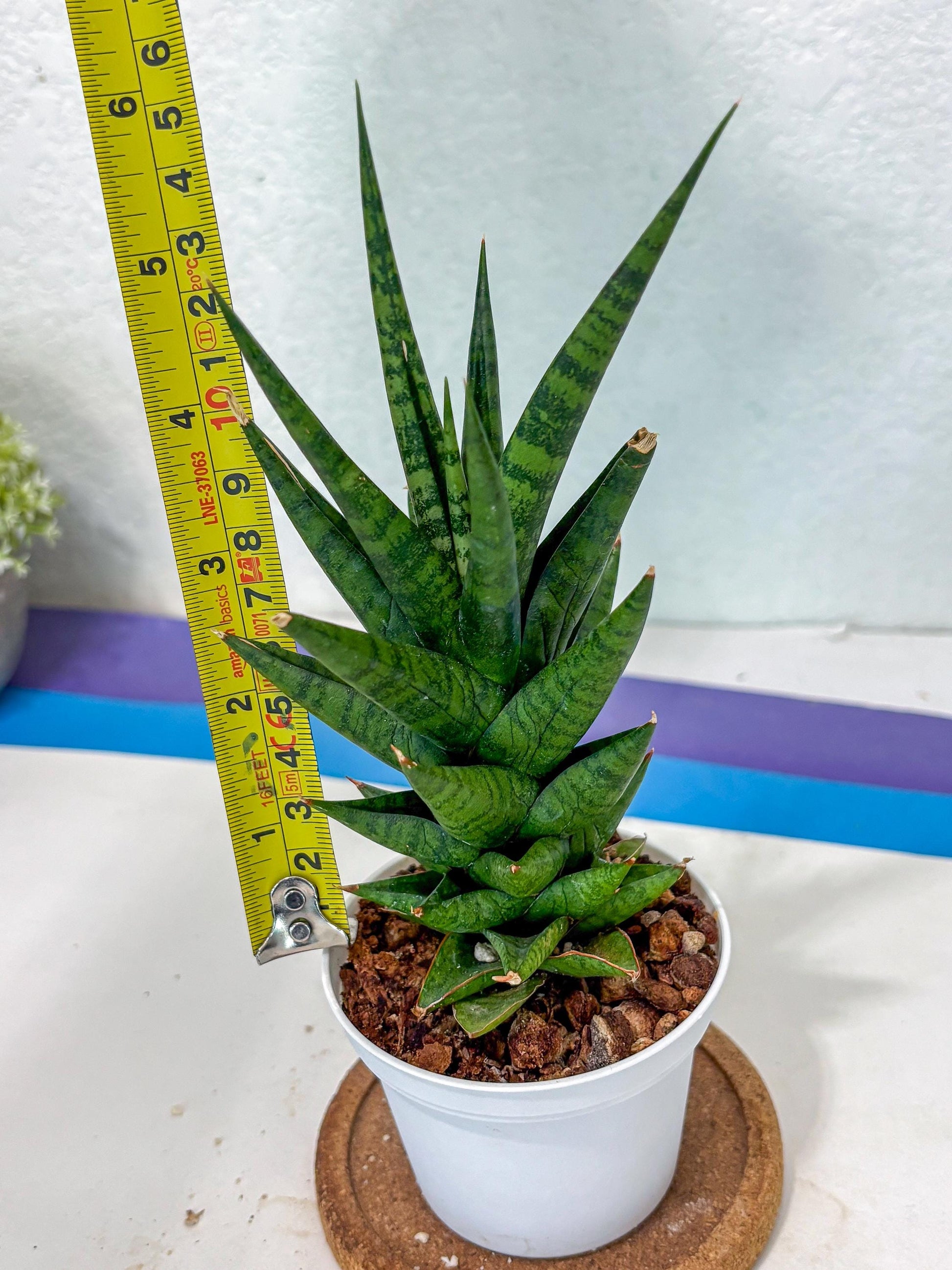 Sansevieria Tesya (Ha5) (10) | Imported