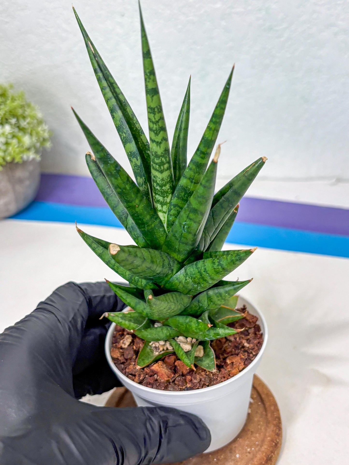 Sansevieria Tesya (Ha5) (10) | Imported
