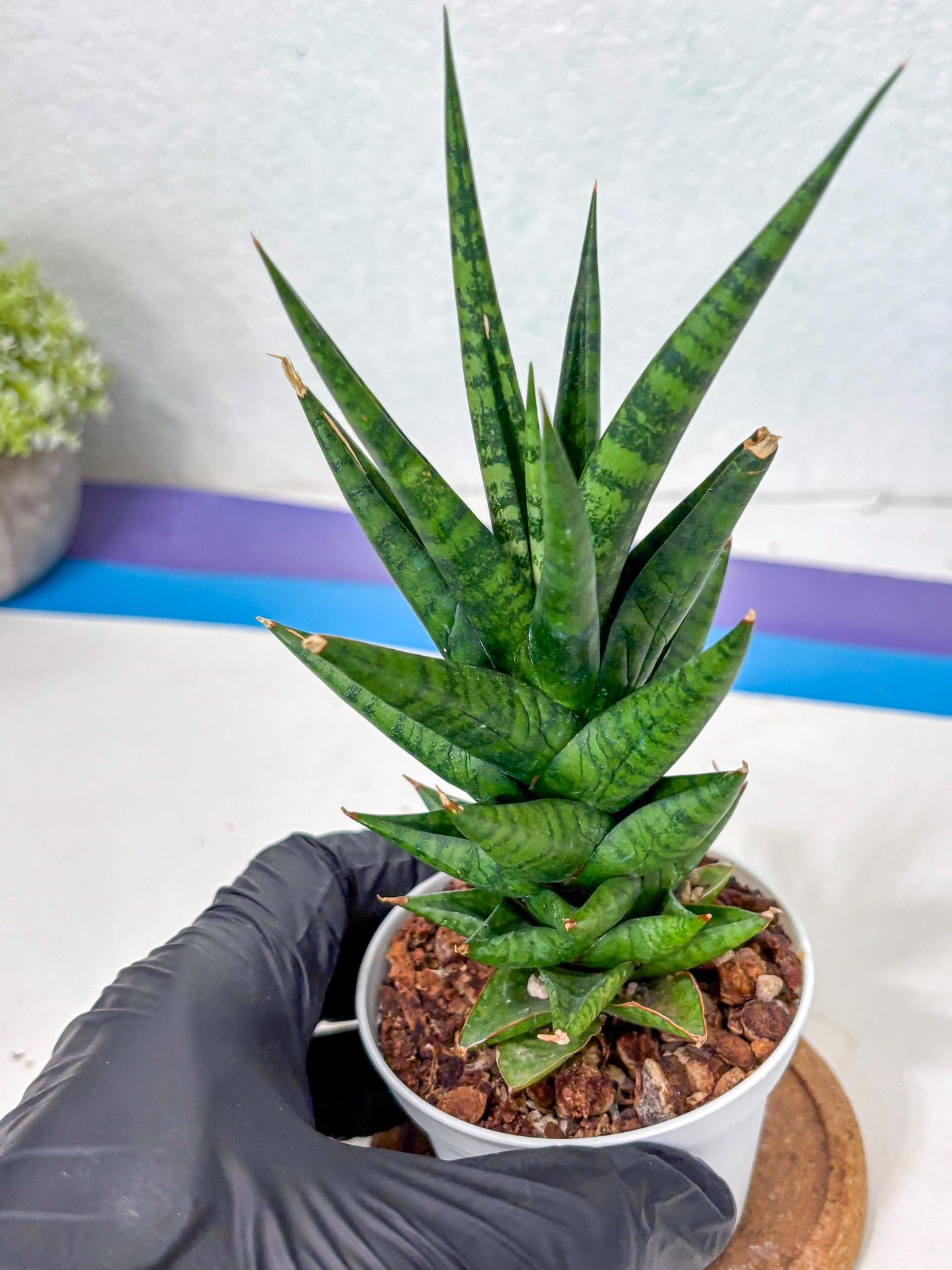 Sansevieria Tesya (Ha5) (10) | Imported