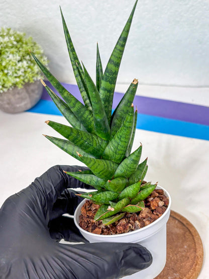 Sansevieria Tesya (Ha5) (10) | Imported