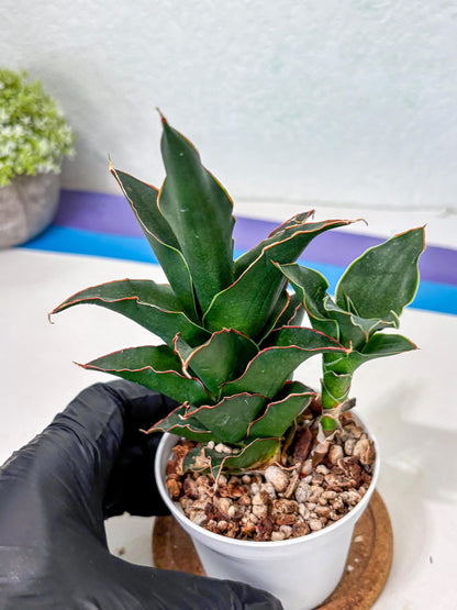 Sansevieria Marlena (Ha5) (11) | Imported Plants