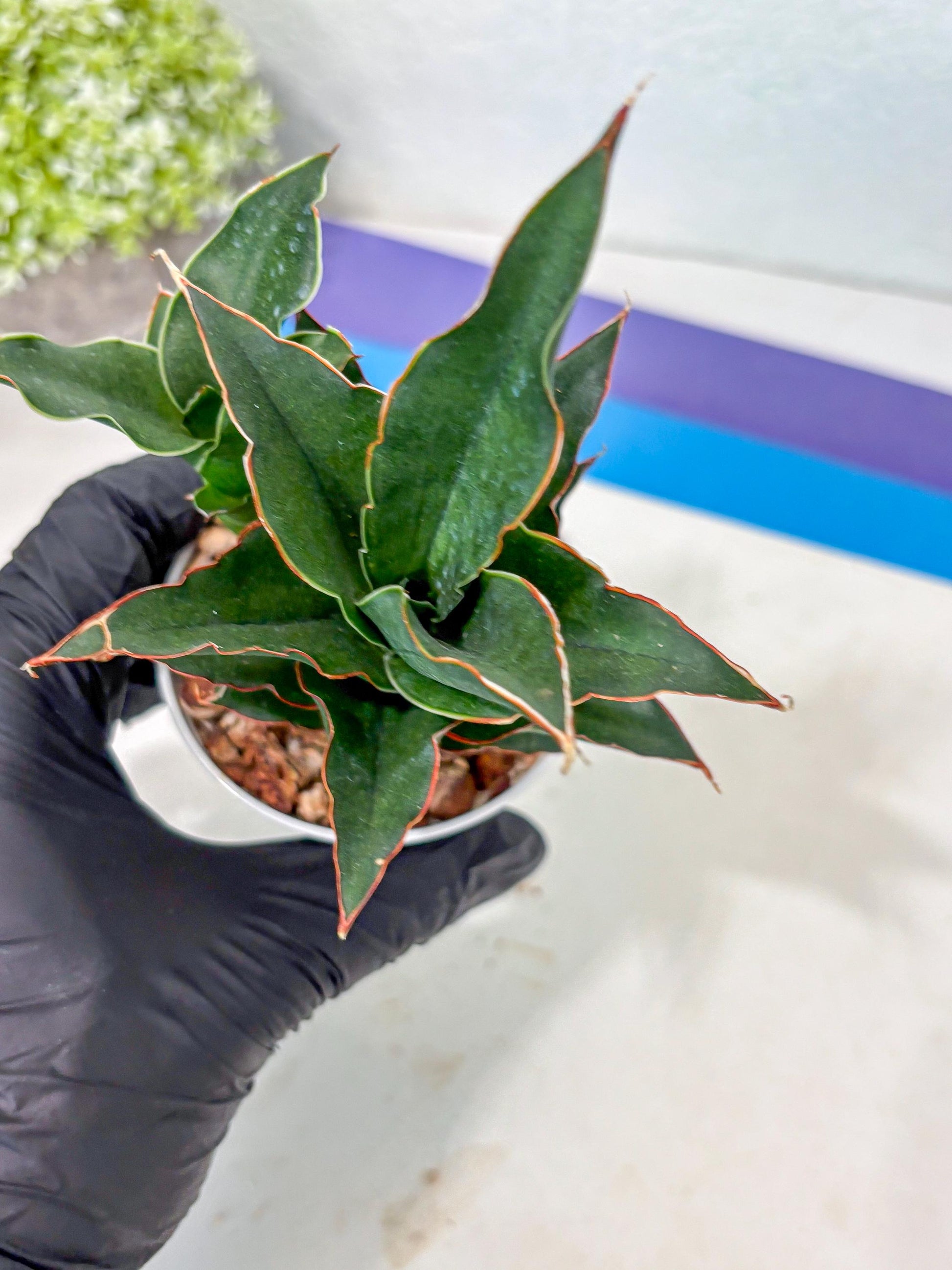 Sansevieria Marlena (Ha5) (11) | Imported Plants