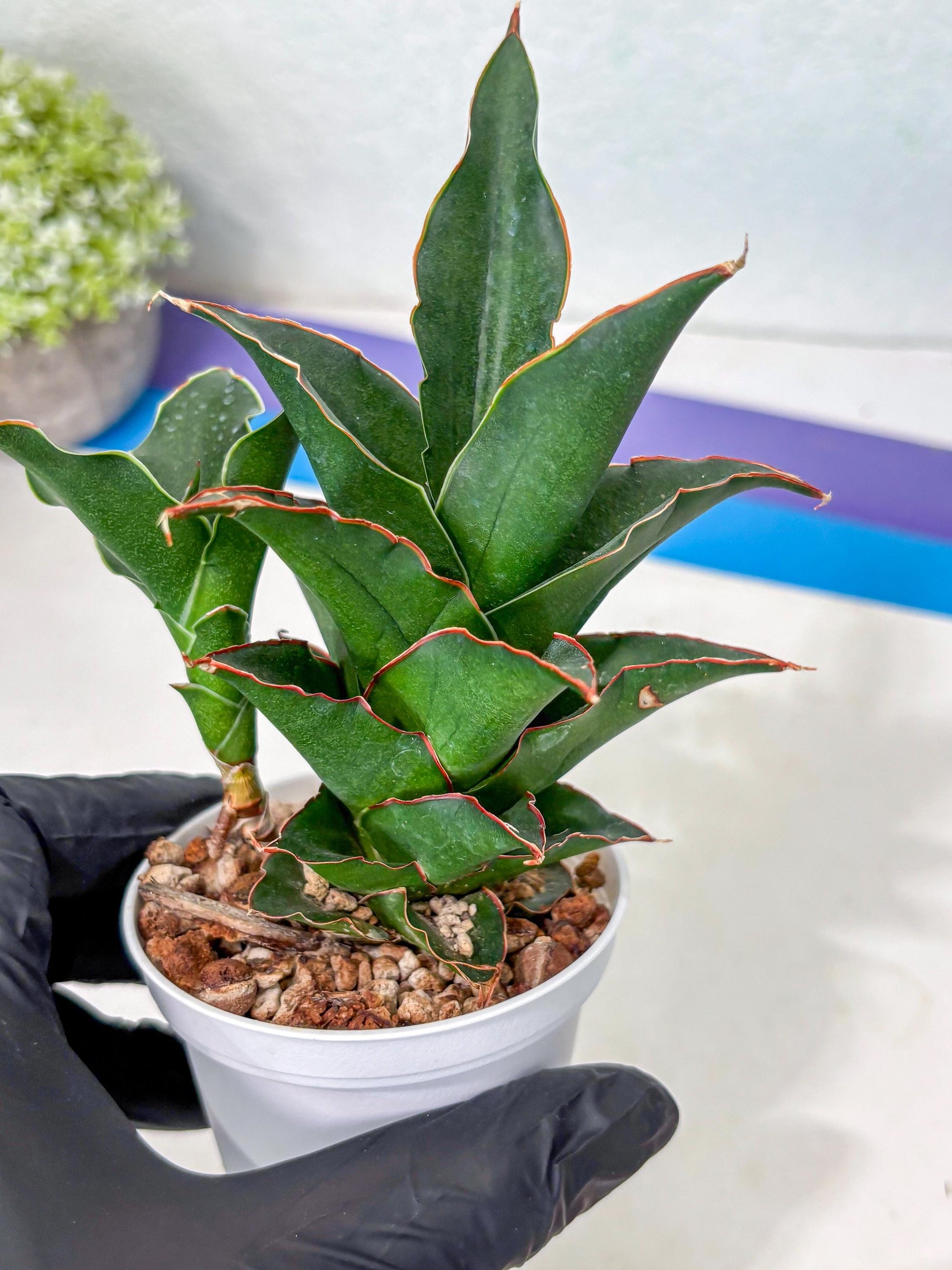 Sansevieria Marlena (Ha5) (11) | Imported Plants