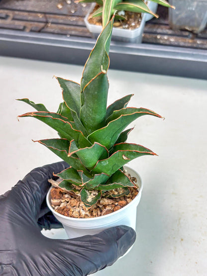 Sansevieria Marlena (Ha5) (11) | Imported Plants